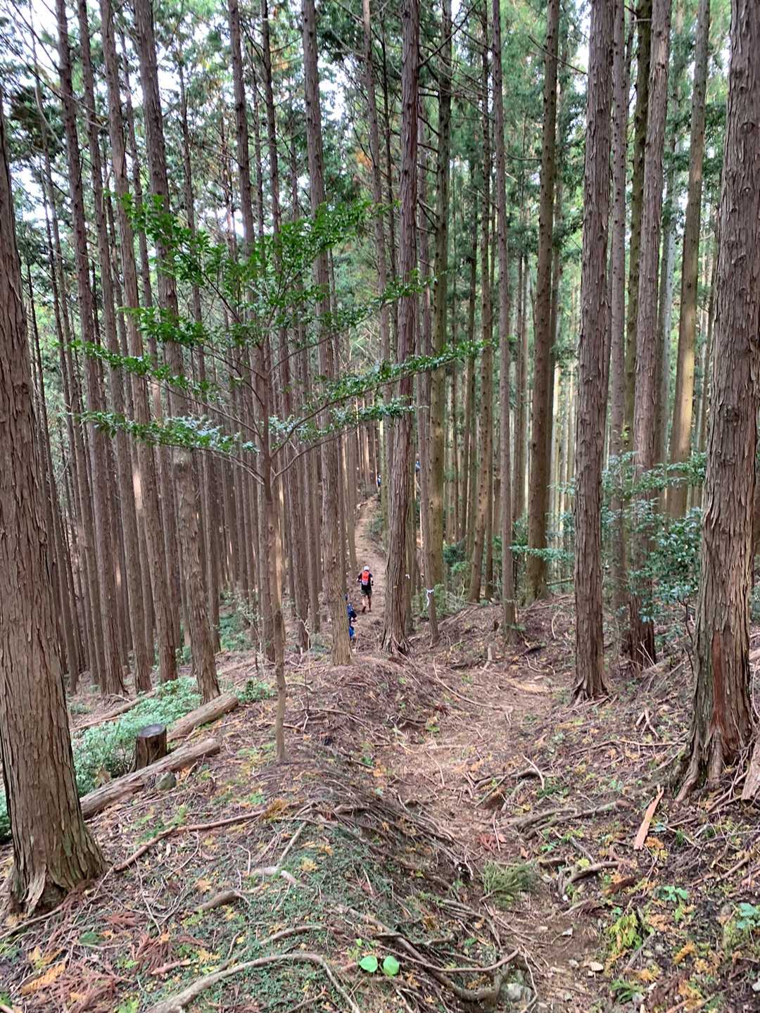 登山道の分岐