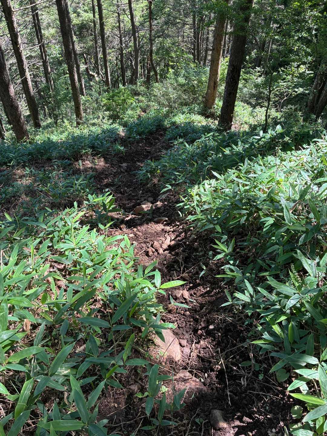 笹薮のザレ道