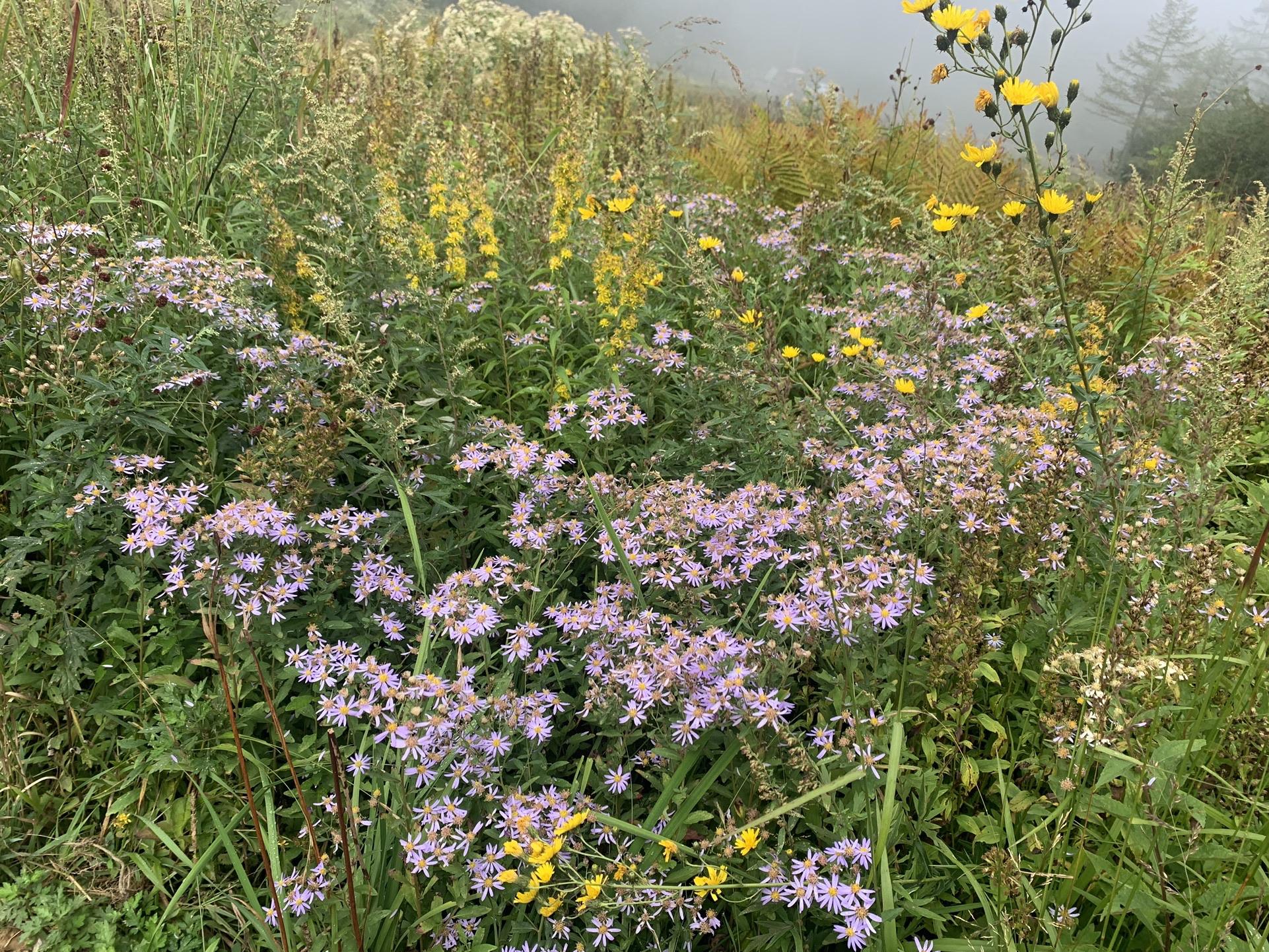 入笠山の秋の草花