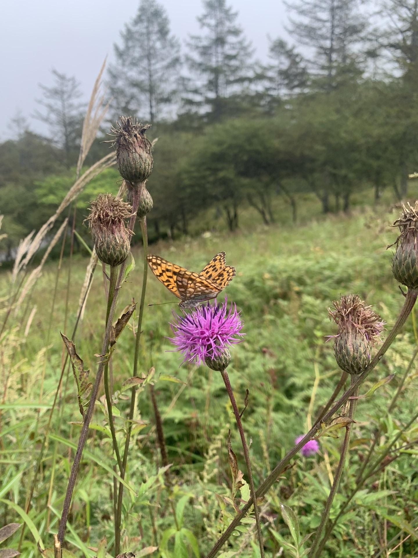 アザミの花で蜜を吸うチョウ