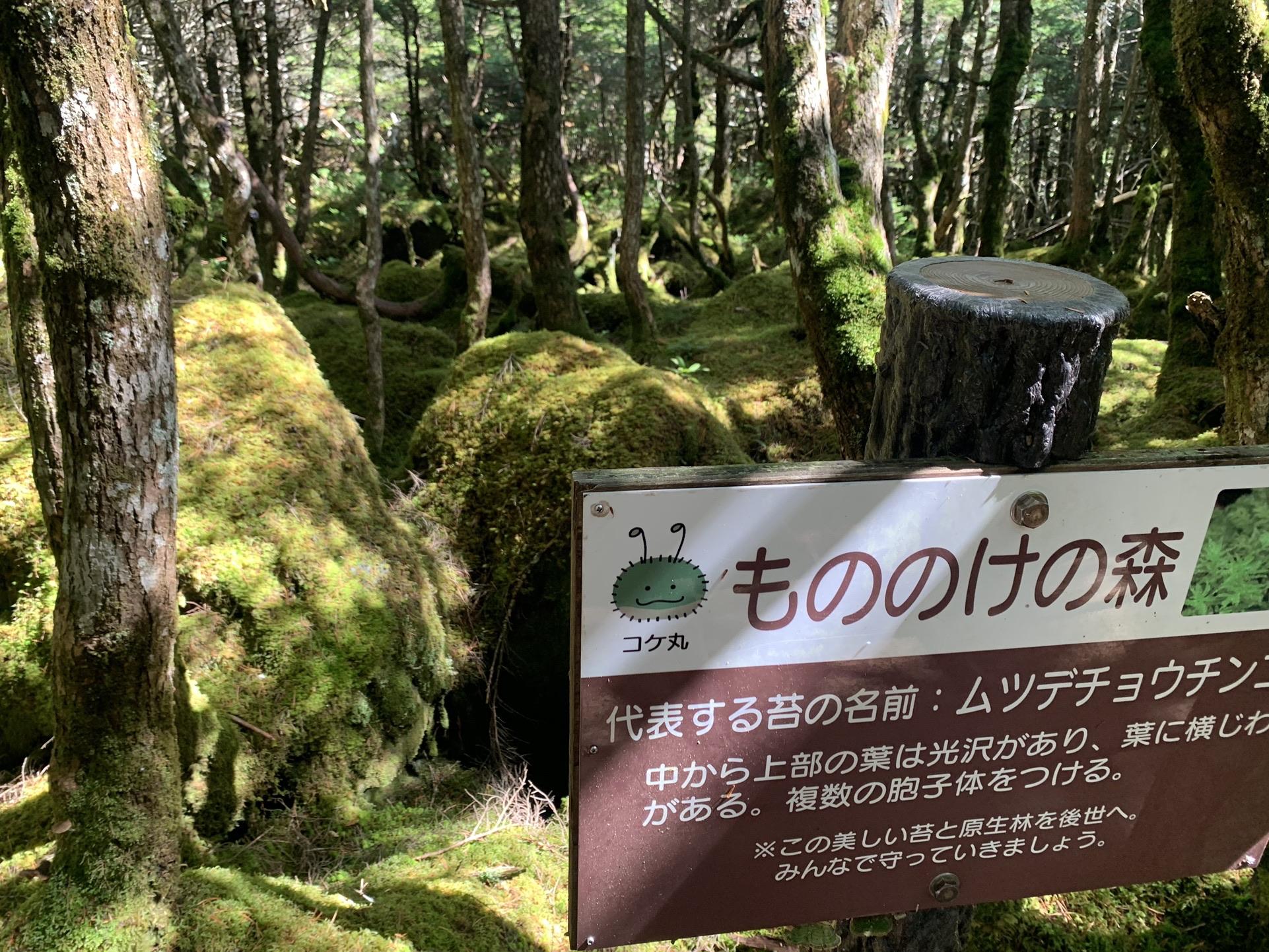 白駒池のもののけの森の看板と苔に覆われた森