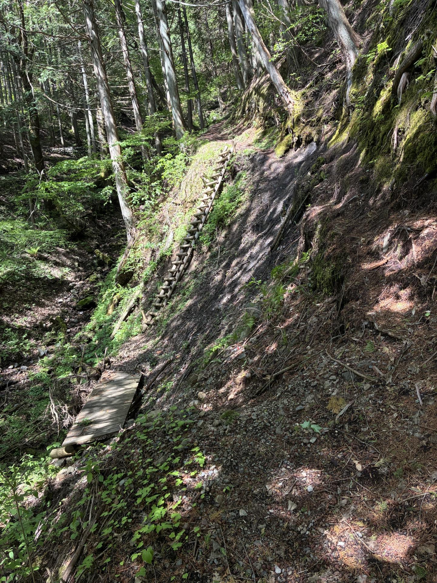 斜面につけられた登山道。谷側が切れ落ちた細い道が、新緑の樹林の中を上に続いている