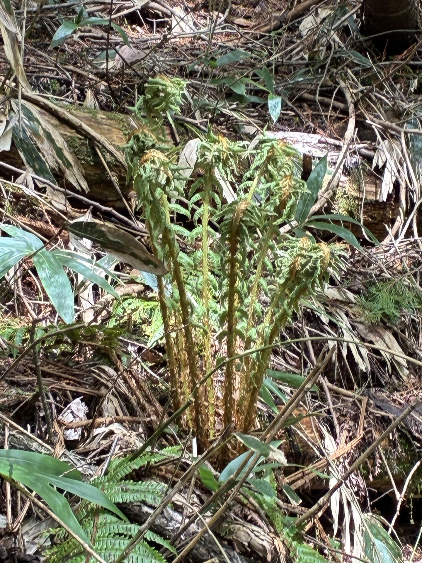 落ち葉の積もった地面から伸びる、ぜんまい状に巻いたシダの新芽。周囲は枯れ葉と下草