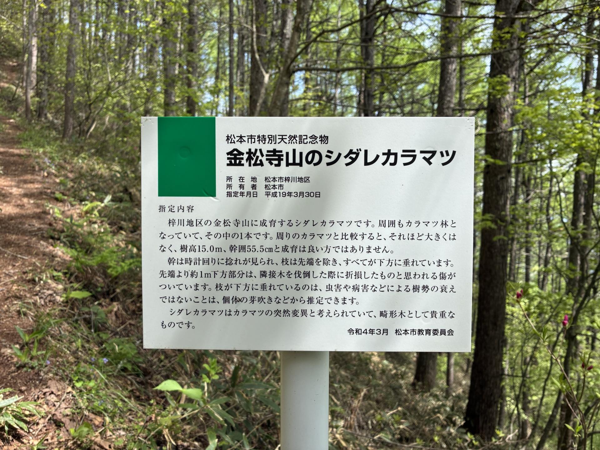 登山道脇に立つ白い解説板。「松本市特別天然記念物 金松寺山のシダレカラマツ」と大きく書かれ、その下に指定内容の説明文が続いている