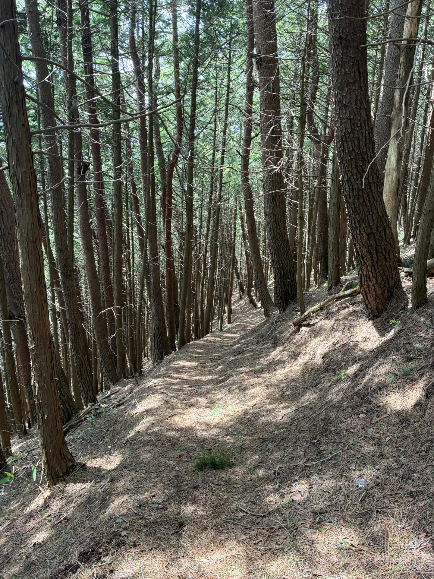 まっすぐ伸びたカラマツ林の中を通る登山道。細い幹が並び、地面には落ち葉が敷き詰められている
