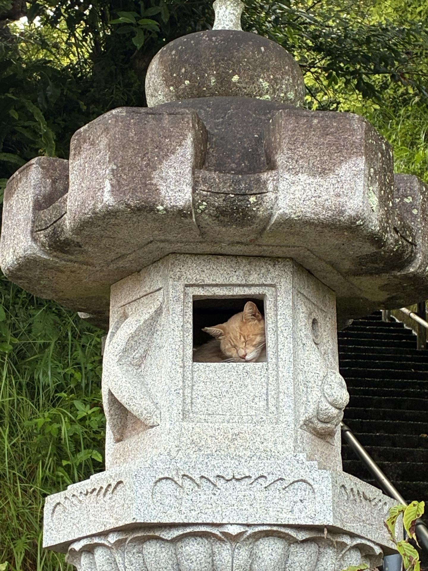石灯篭の火袋の部分。四角い窓の中に猫がすっぽり収まって、こちらを見ている