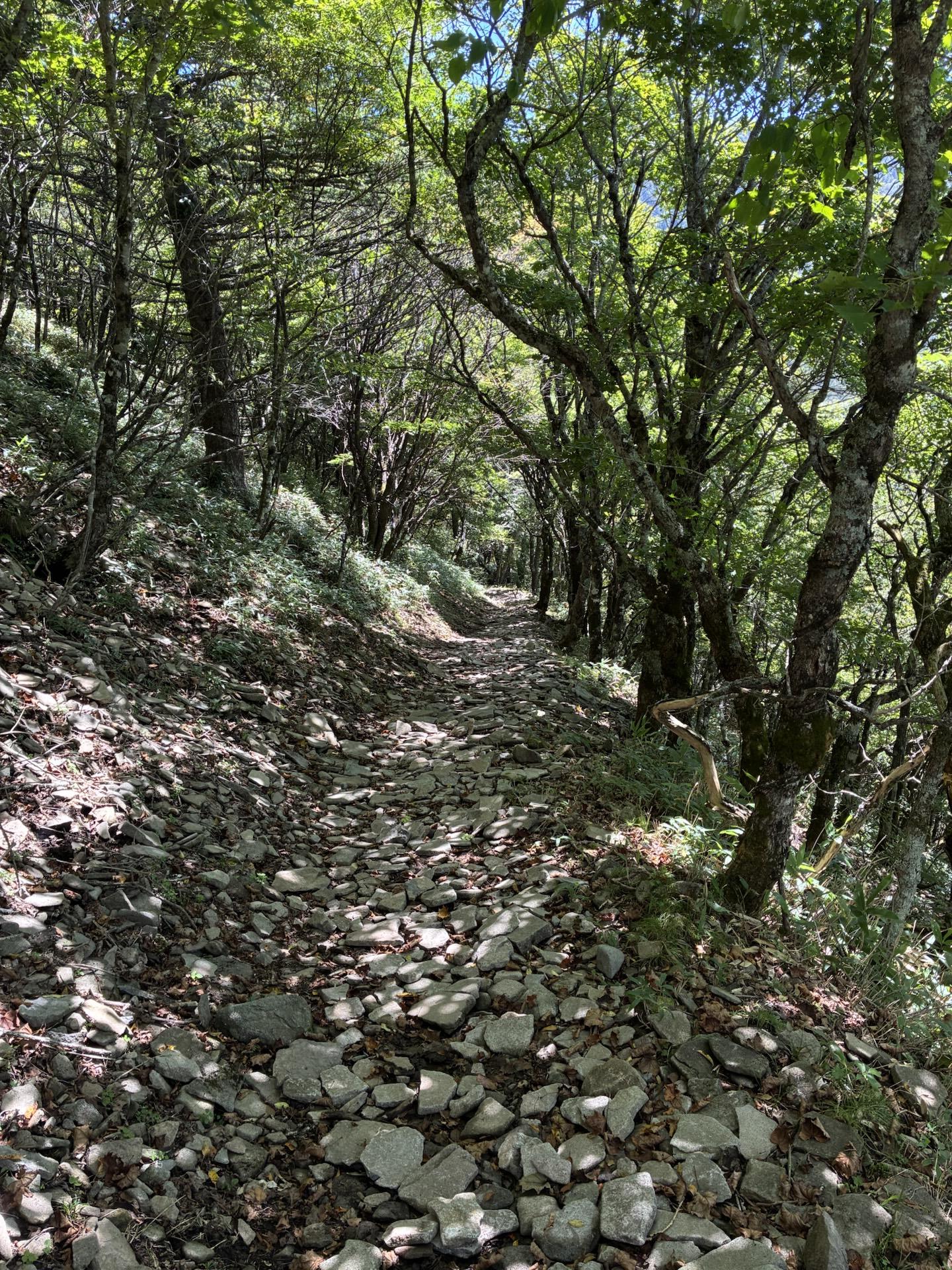 樹林帯の中を登る登山道。石がごろごろした細い道が斜面を上がっていき、両側は下草と落葉樹におおわれている