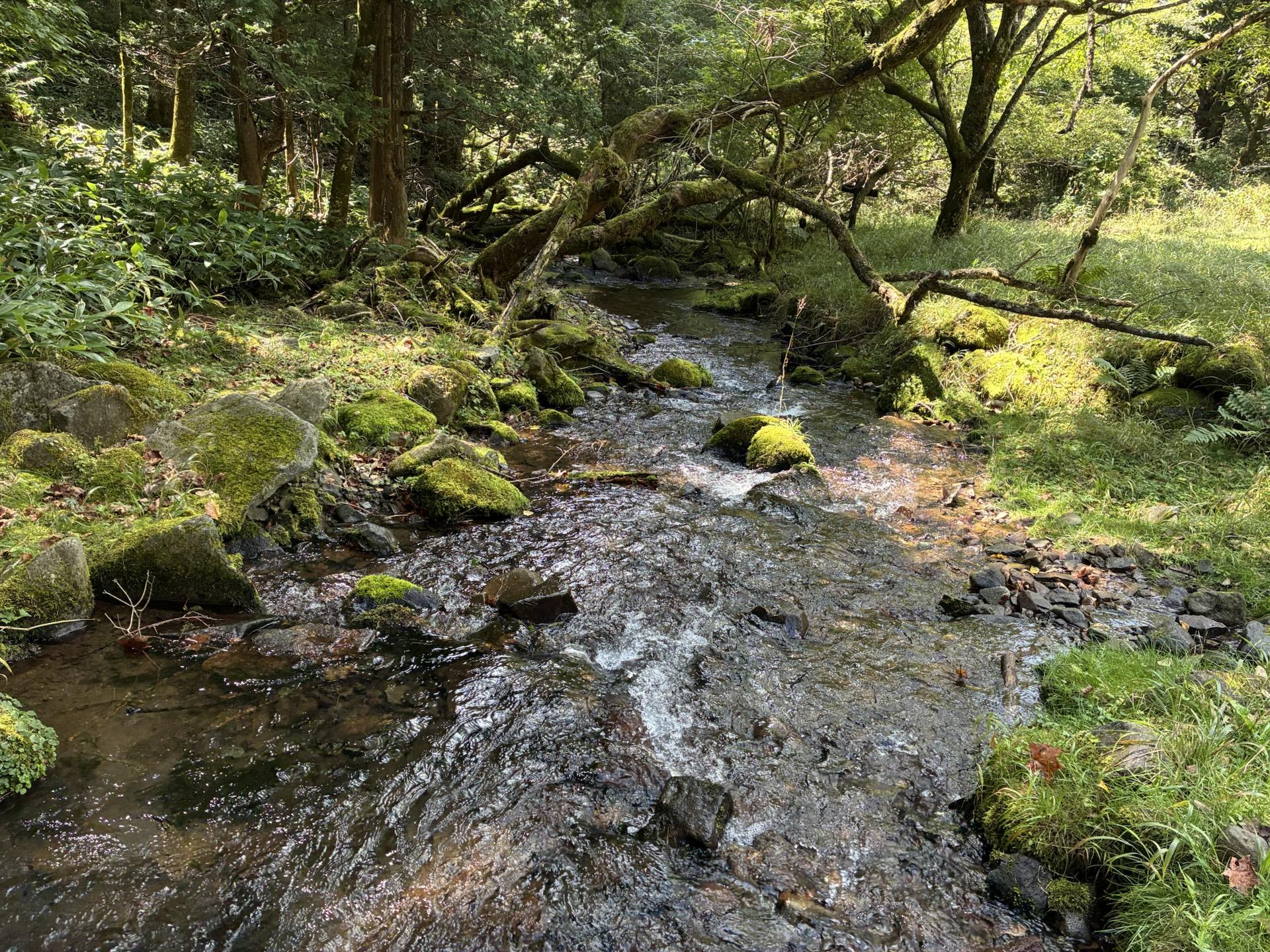 苔むした岩の間を流れる沢。倒木と緑の下草に囲まれ、木漏れ日が水面に落ちている