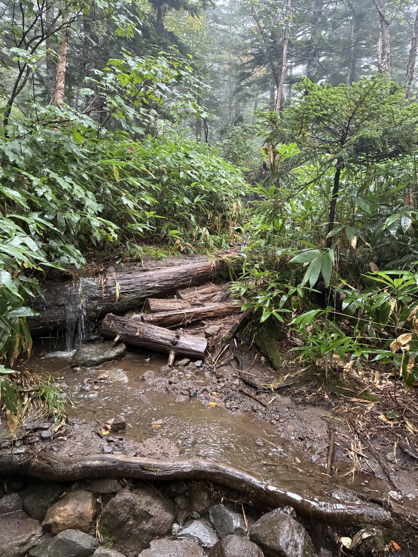 水が流れる登山道。丸太を組んだ簡易的な段の上を水が越え、足元は泥と石で濡れている