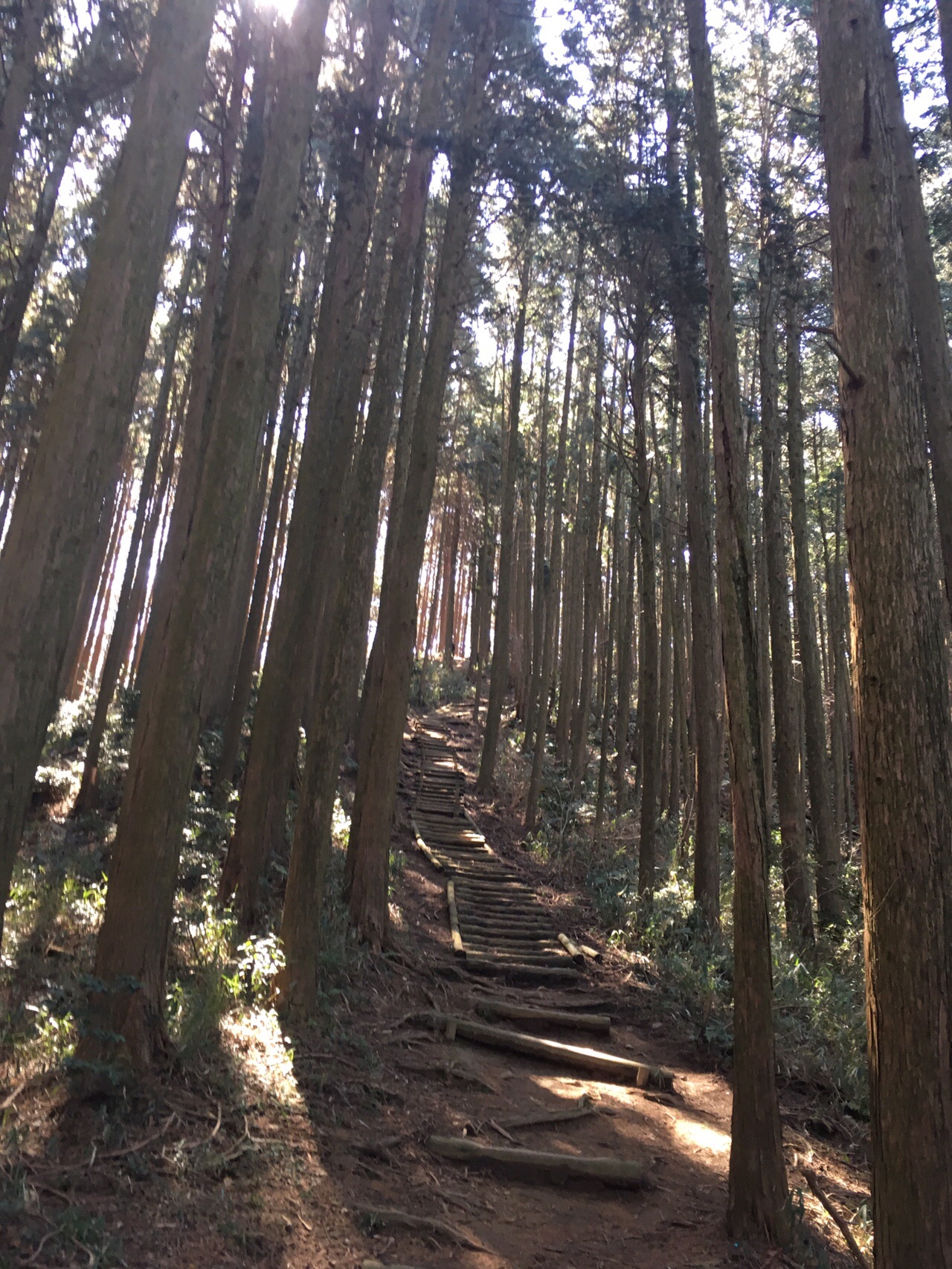 杉の人工林の中を登る土と丸太の階段道。木立の間から日が差している