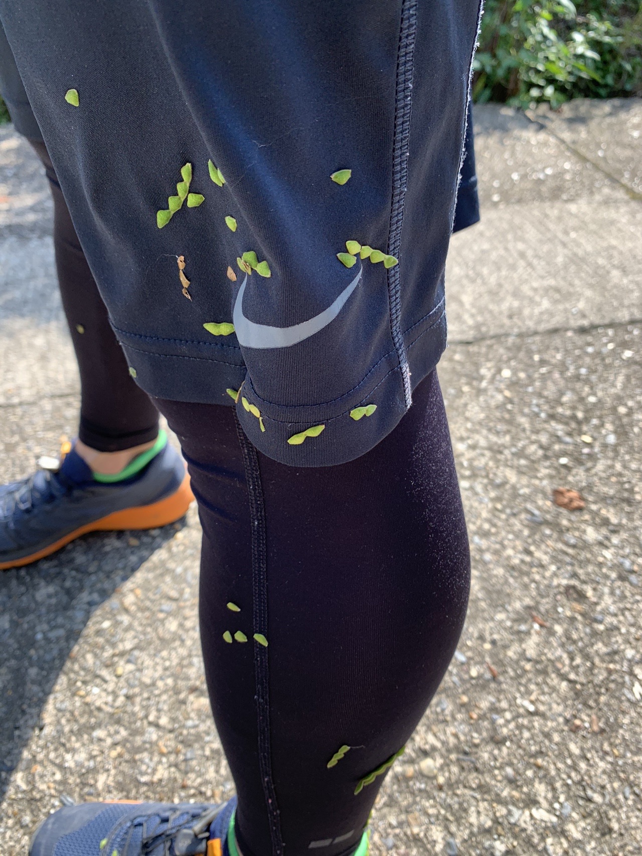 ランニングタイツと短パンに黄緑色の平たい実が数十個くっついている