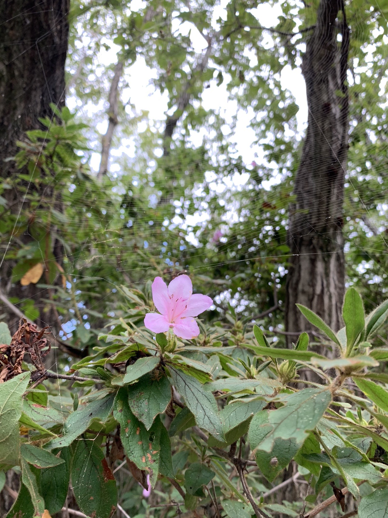 10月の登山道脇に一輪だけ咲いたピンク色のツツジの花。奥は雑木林