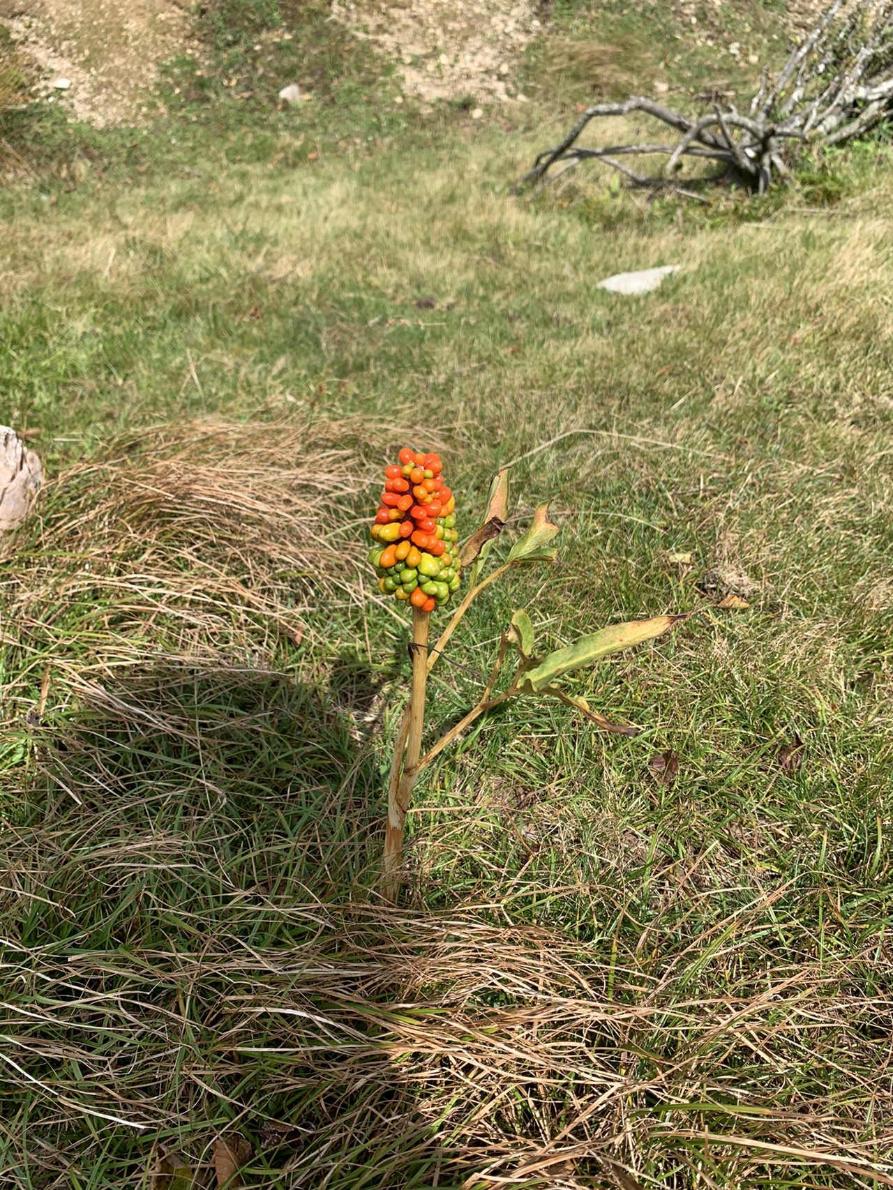 枯草の中に立つマムシグサの果実。赤とオレンジと緑の粒が円柱状に密集している