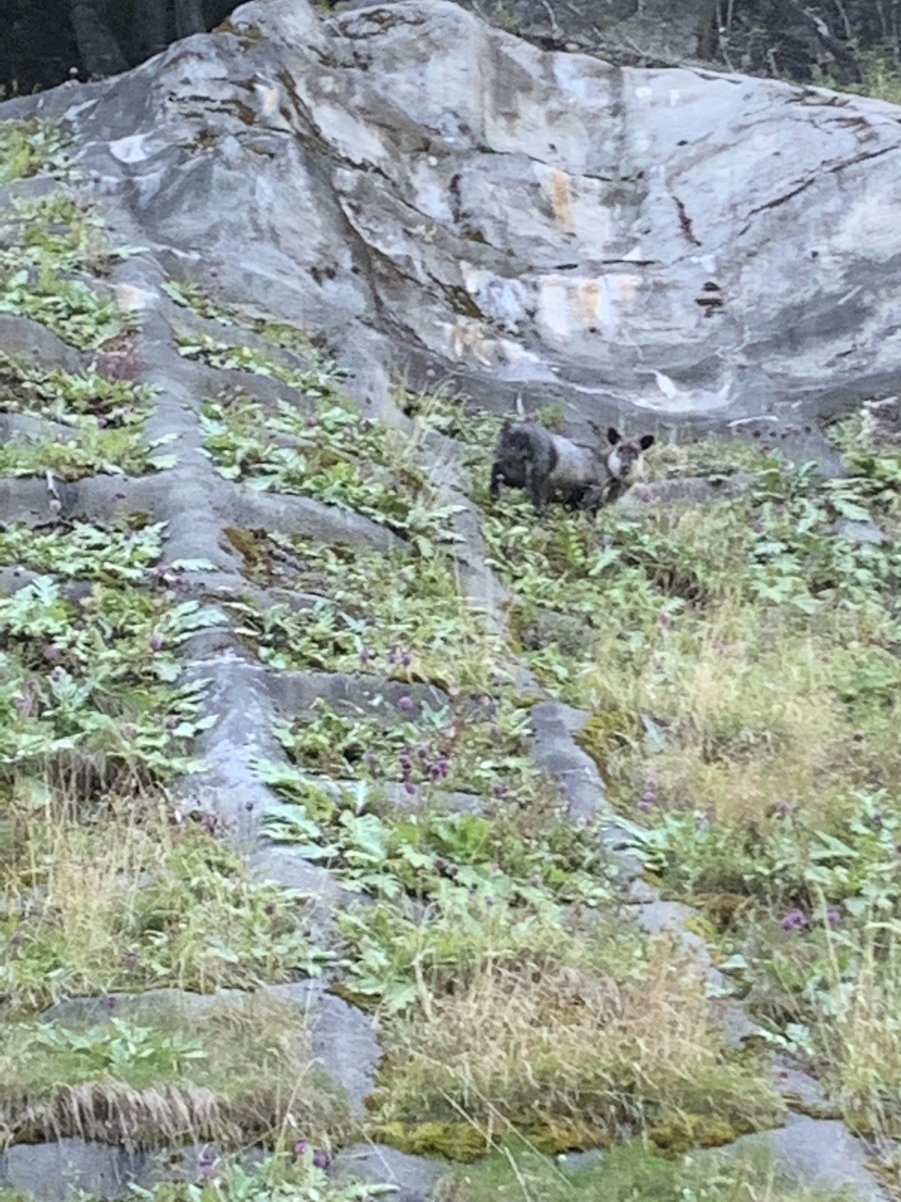 切り立った岩壁の途中に一頭のカモシカが立っている。周りは草と低木