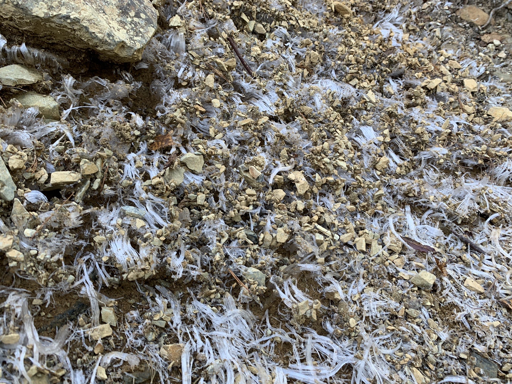 登山道の斜面一面に、細い霜柱が地面から無数に立ち上がっている