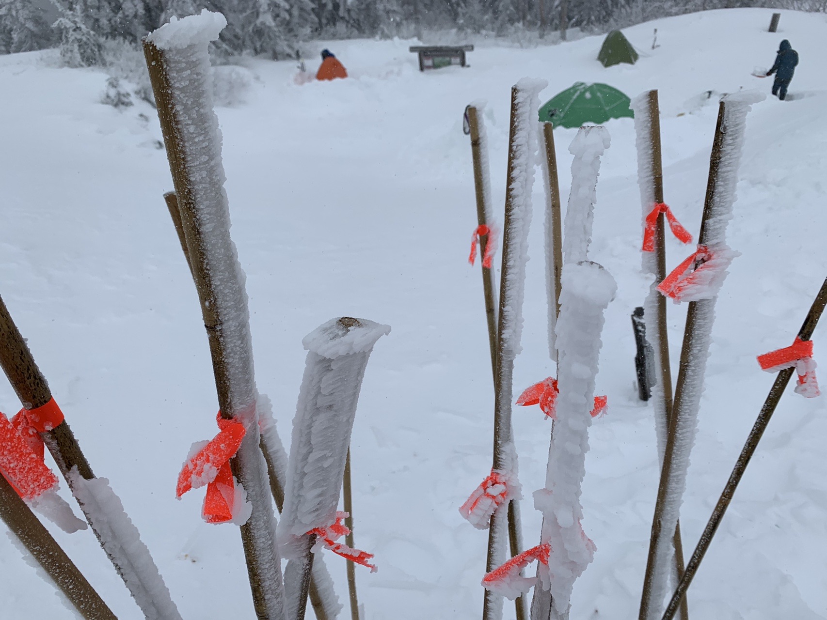 雪面から突き出た何本もの細い棒。それぞれに赤いテープが巻かれている。奥に色とりどりのテントが見える