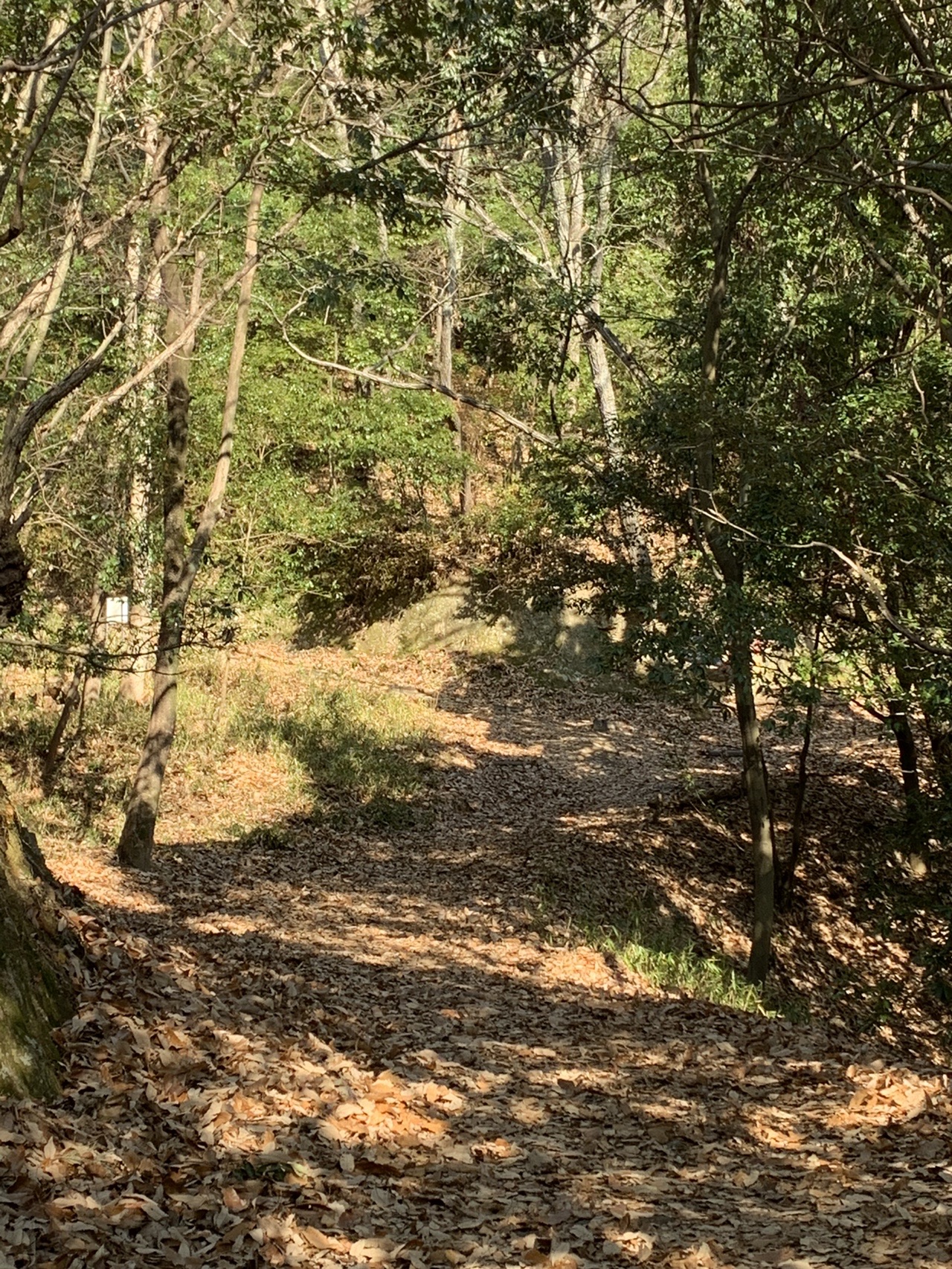 落ち葉に覆われた明るい山道。細い木々の間を道が奥へ続いている