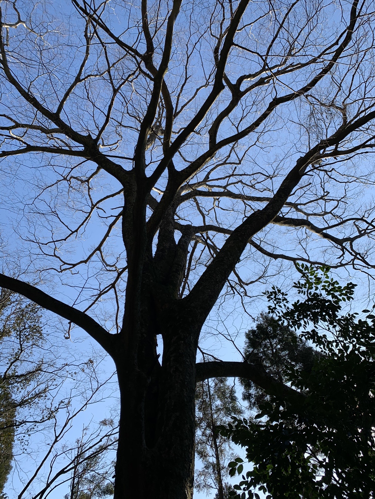 葉を落とした大きな木を下から見上げた写真。細かい枝が青空に広がっている