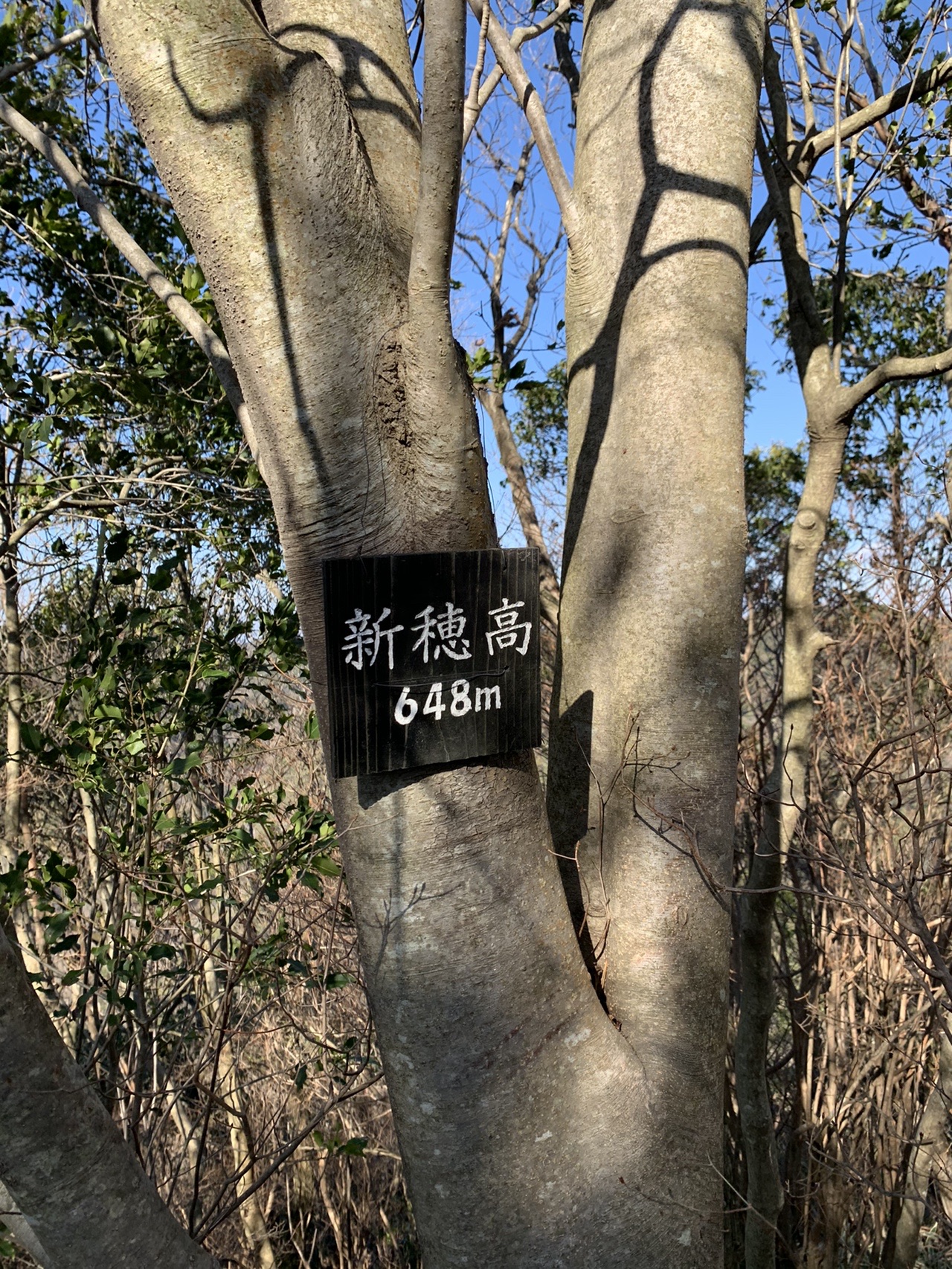 木の幹に取り付けられた黒い板。「新穂高 648m」と白い字で書かれている