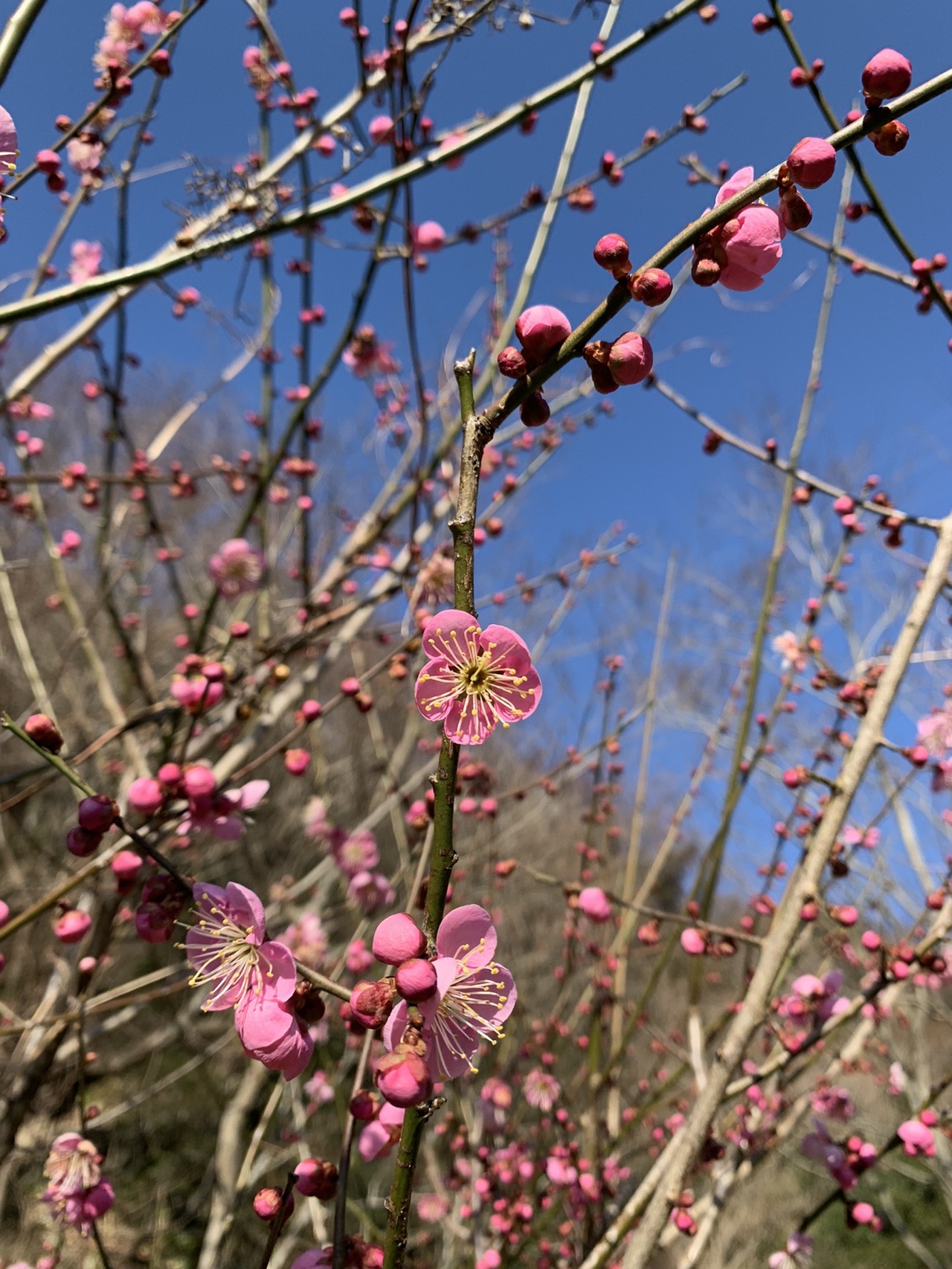 青空を背景に咲く紅梅。細い枝に濃いピンクの花が並んでいる