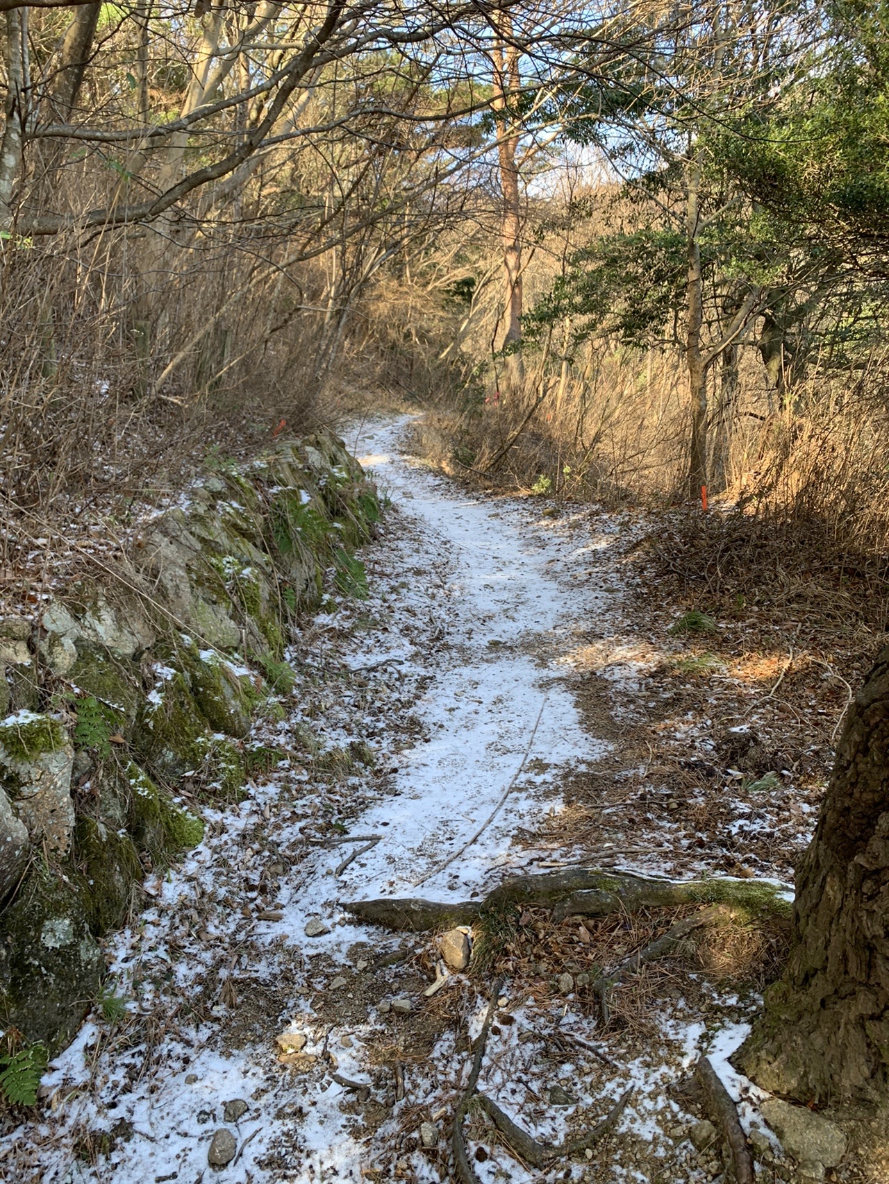 山道の左半分に薄く雪が残り、右半分は乾いた土が出ている。両側に落葉した低木