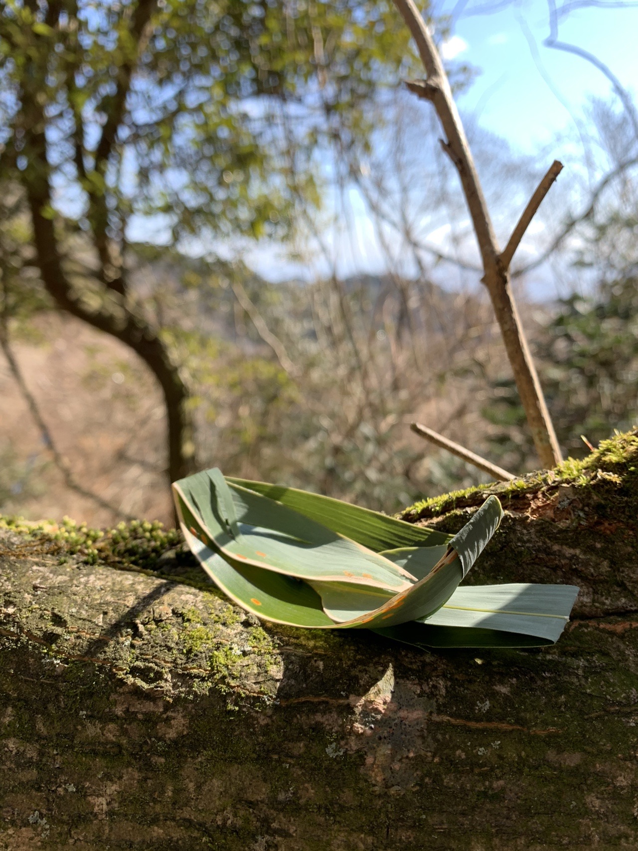 苔むした岩の上に置かれた、笹の葉で作った小さな舟