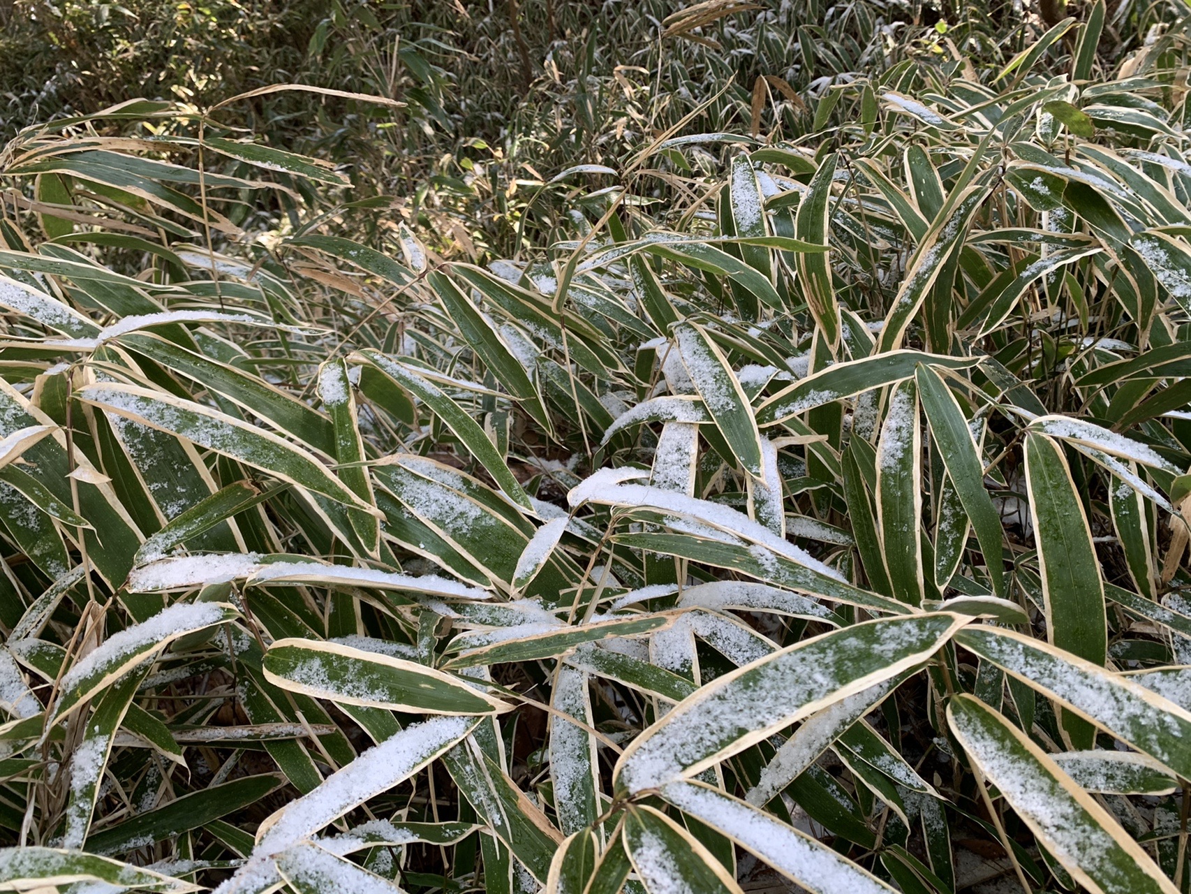 笹の葉の一枚一枚に白い雪が細く積もり、緑と白の縞模様になっている