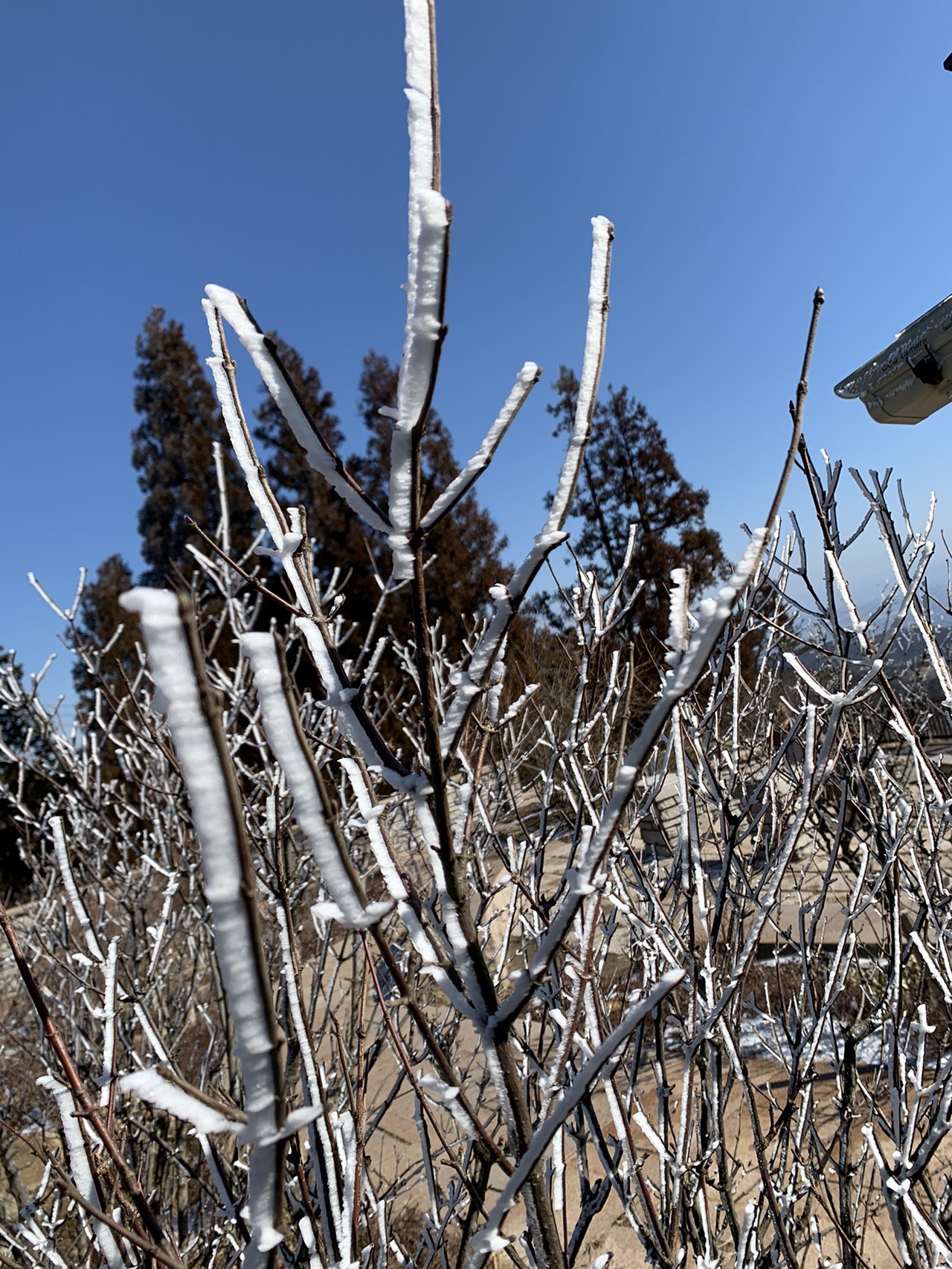 葉の落ちた木の枝に、白い氷が風上に向かって細長く付着している。青空を背景に枝が広がる