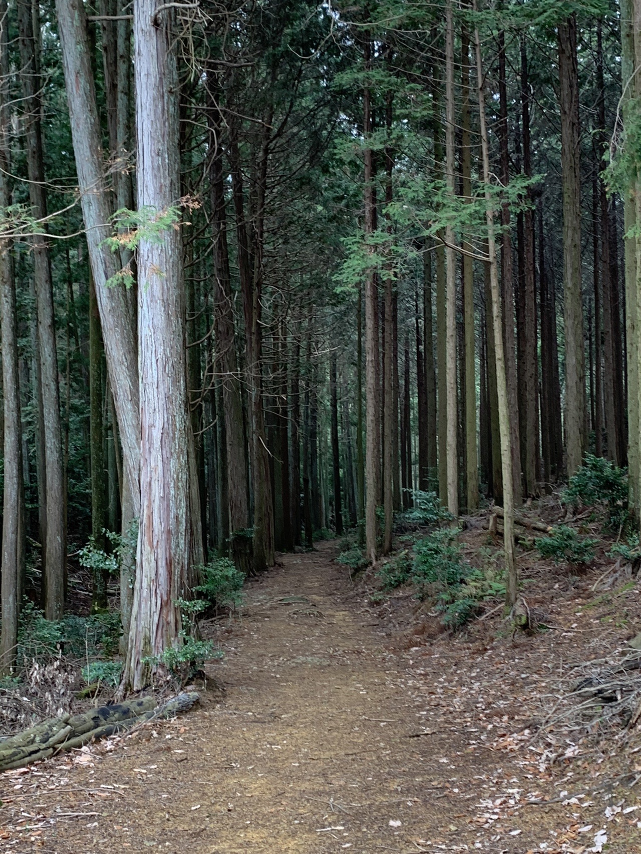 まっすぐな杉が並ぶ暗い林の中を、細い道が奥へ続いている