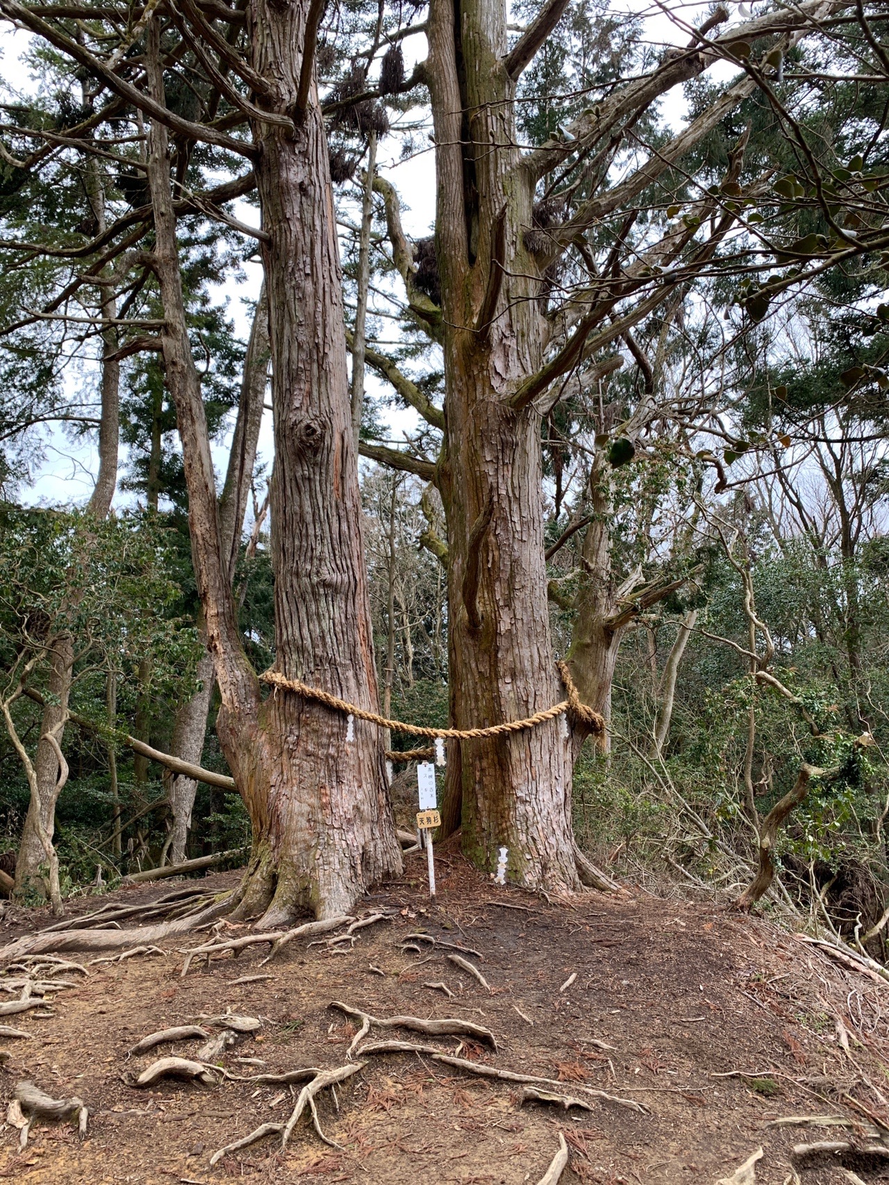 尾根の上に立つ根元の太い大きな杉の木。根が地面に張り出している