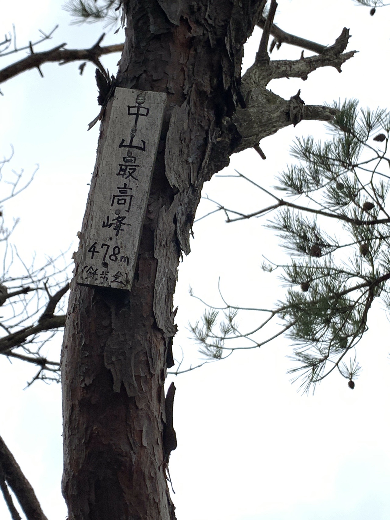 松の木の幹に取り付けられた木の板。「中山最高峰 478m」と手書きで書かれている