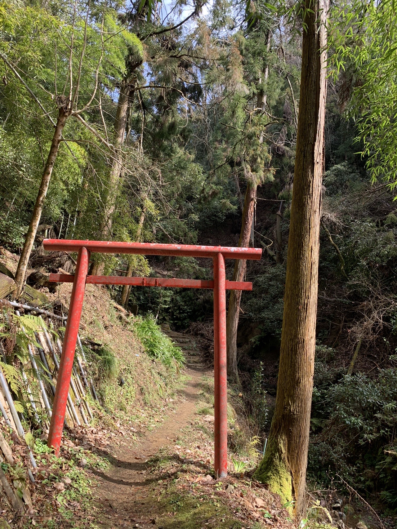 山道の途中に立つ朱塗りの鳥居。奥に竹林と土の道が続いている