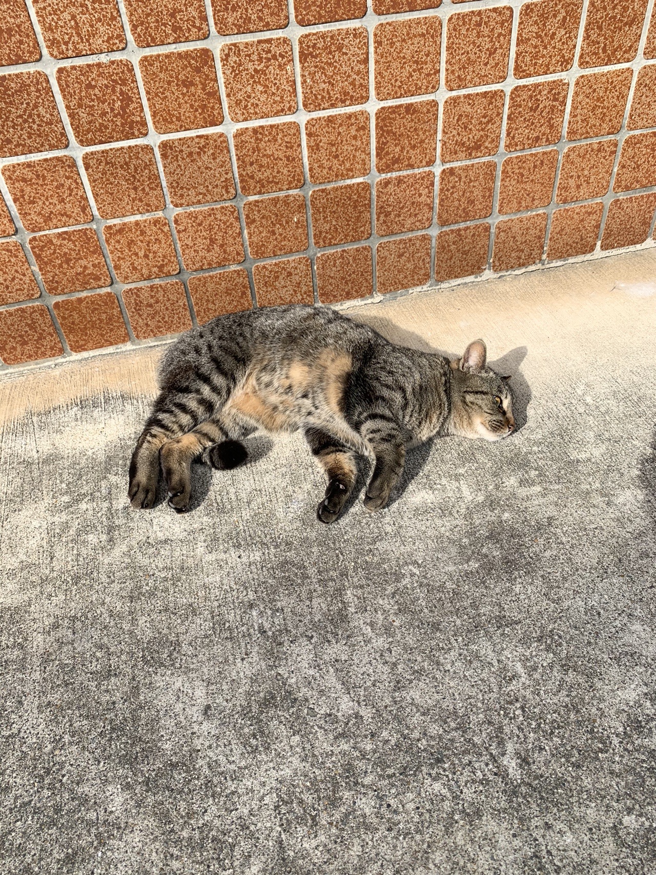コンクリートの上で横になって伸びをしている猫。奥はタイル張りの壁