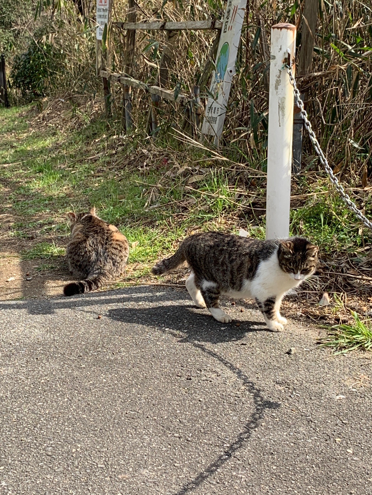 舗装路の脇に集まっている数匹の猫。日なたで座っている