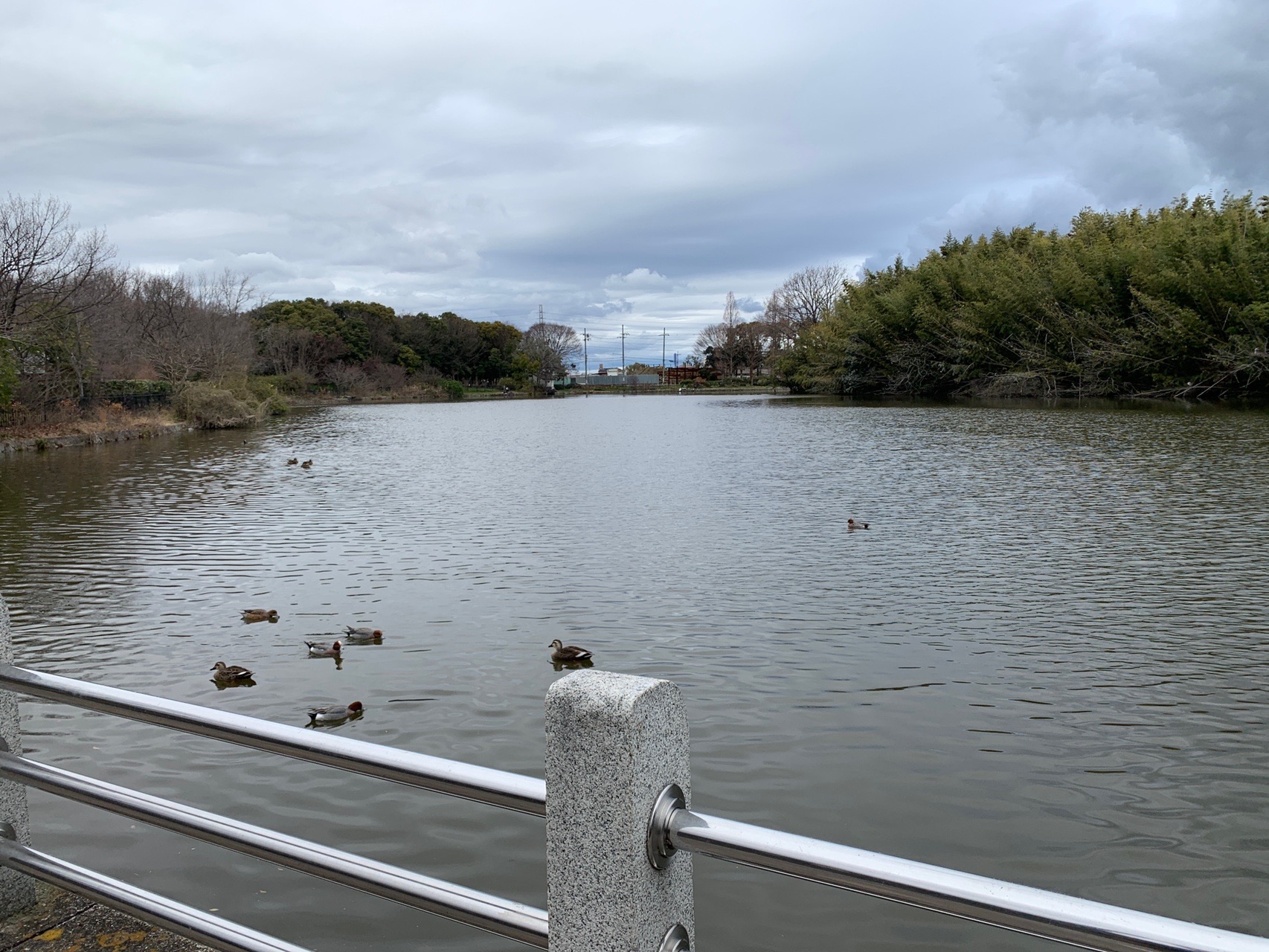 曇り空の下に広がる池。手すりの向こうに水鳥が浮かんでいる