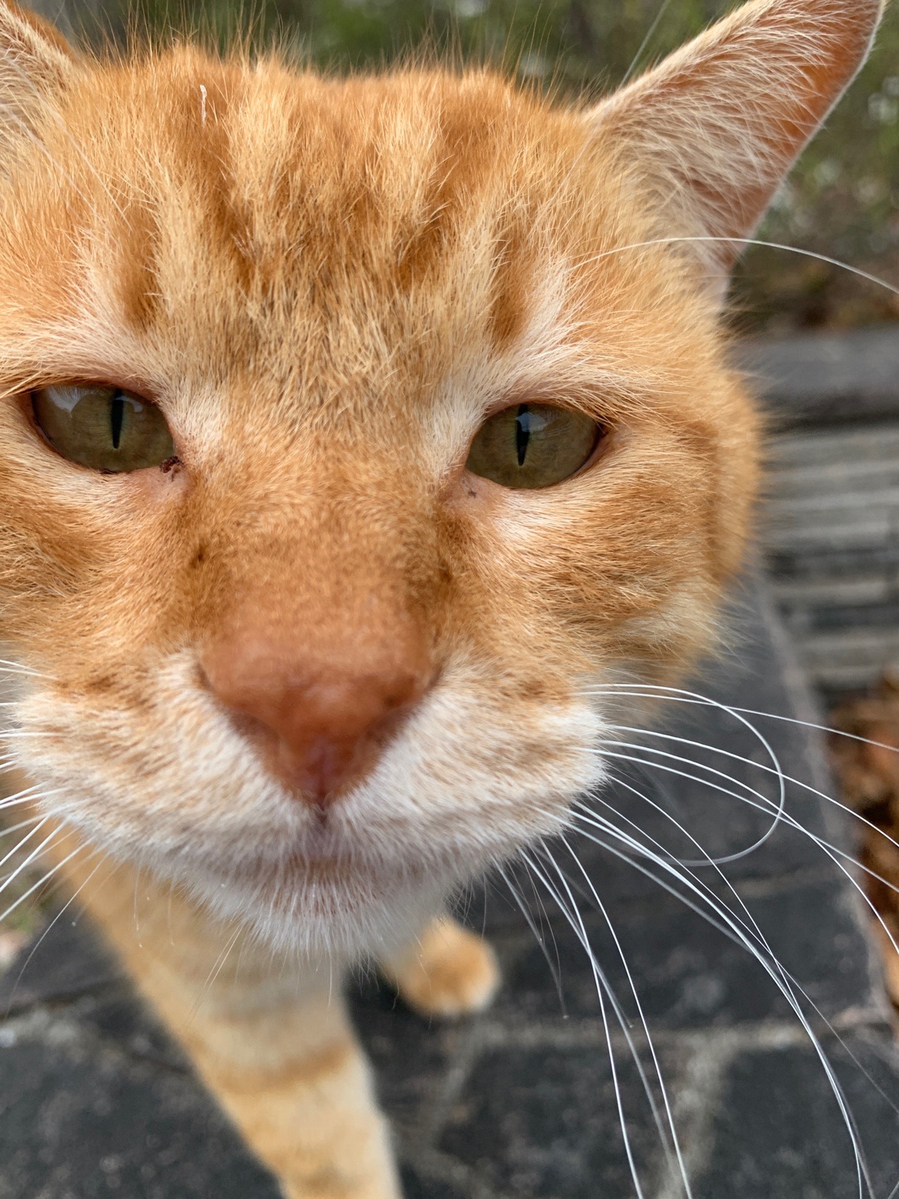カメラのすぐ前まで顔を寄せてきた茶トラの猫。目がしっかりこちらを見ている