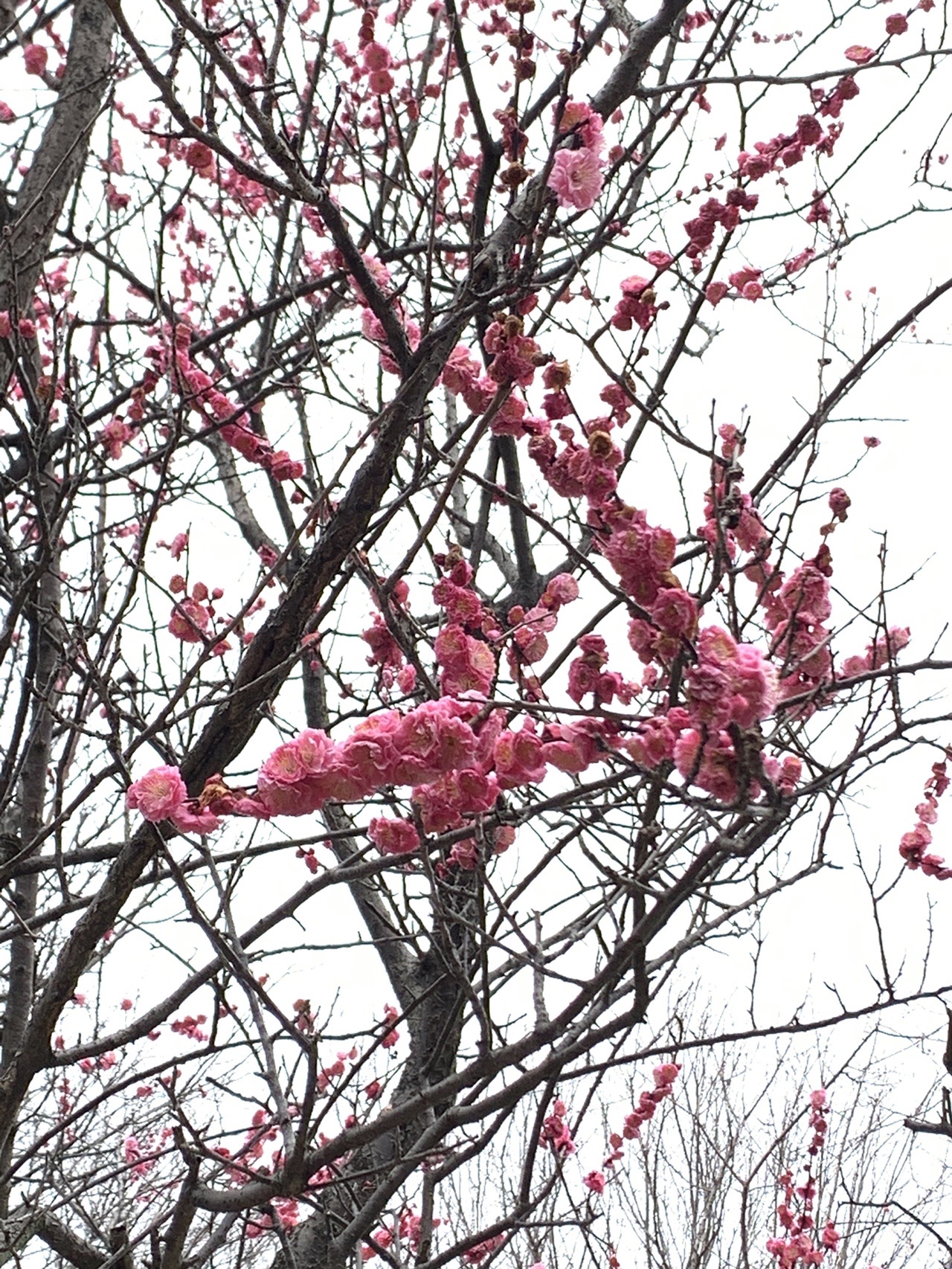 濃いピンクの梅の花が枝いっぱいに咲いている