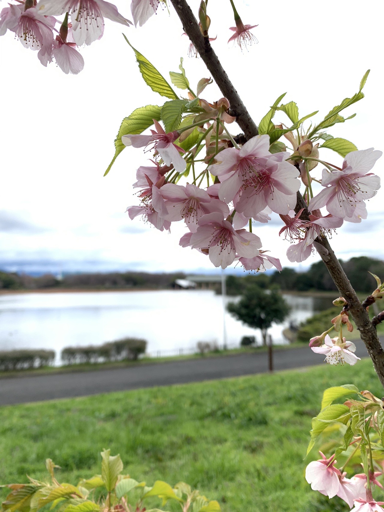 薄いピンクの桜の花。奥に池と芝生の斜面がぼんやり見えている