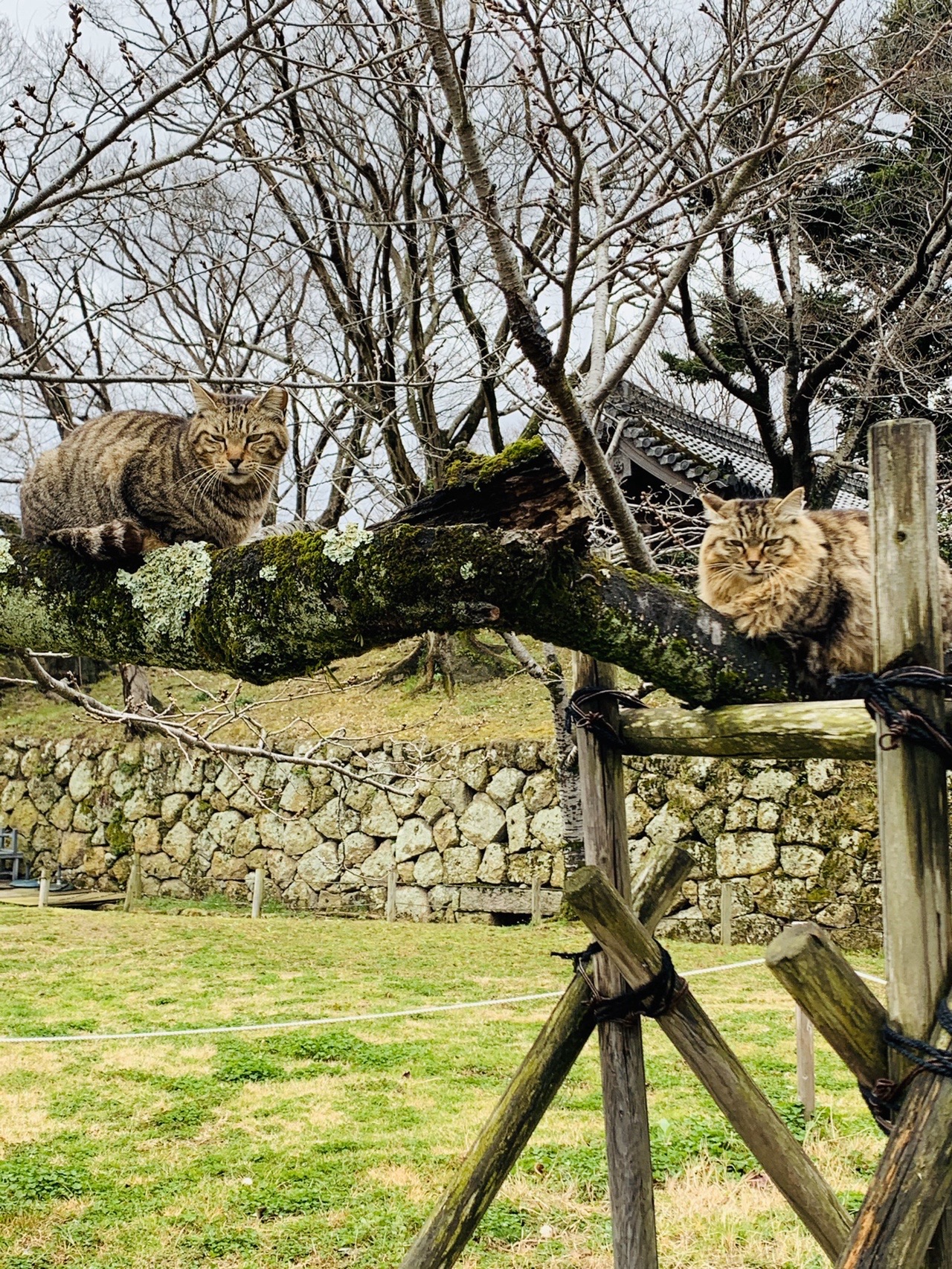 木の柵の上に左右対称に座っている2匹の猫。奥に石垣と芝生