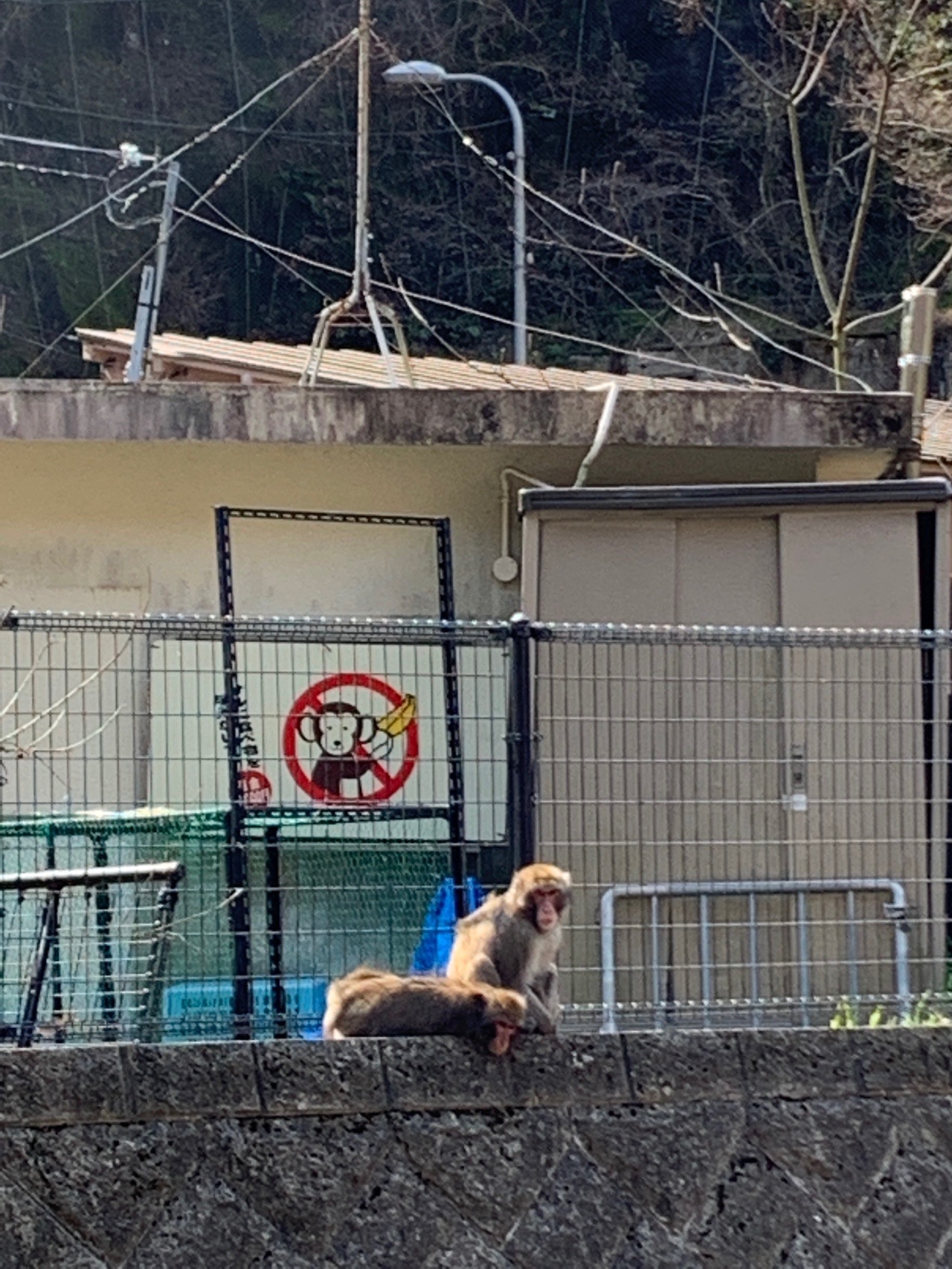 金網のフェンスの上に座っているニホンザル。後ろに「サルに食べ物を与えないで」という掲示がある