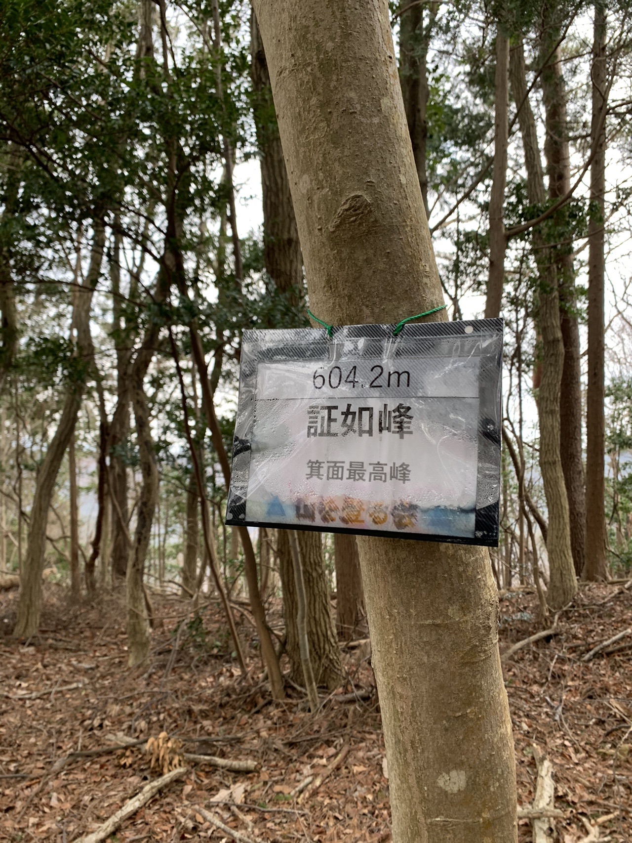 木に取り付けられた小さな山頂表示。「証如峰」と書かれている