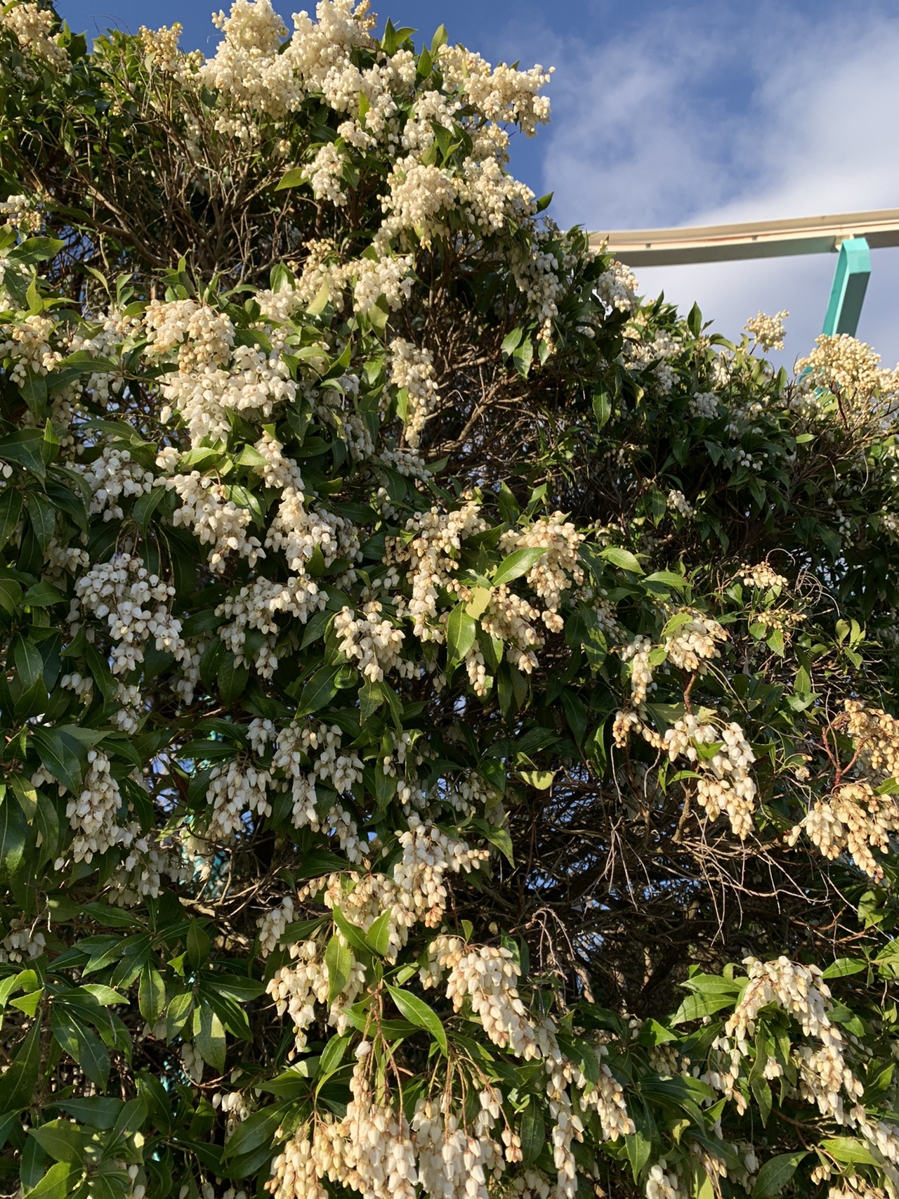 白い壺の形をした小さな花が房状に垂れ下がっている低木。アセビの花