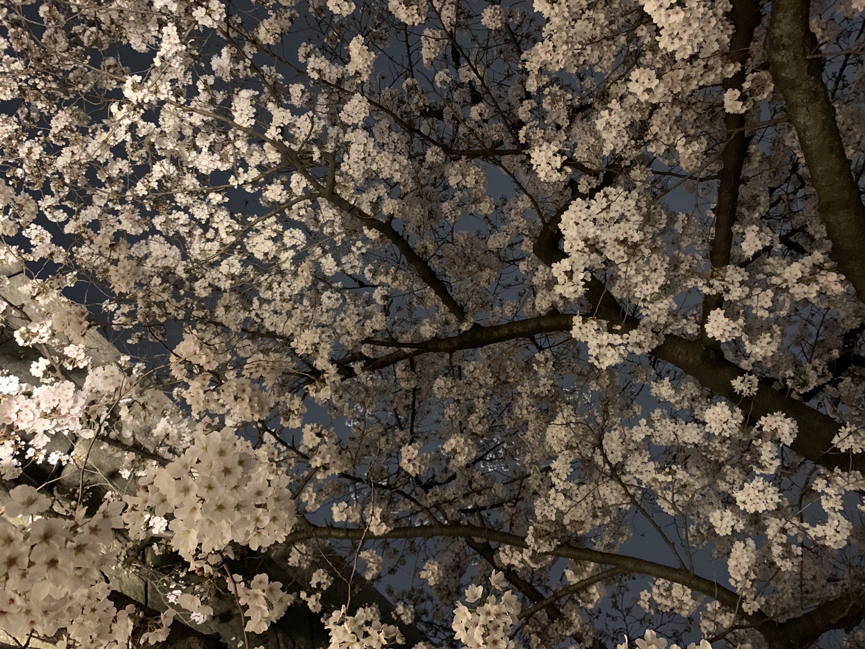見上げた桜の枝。花が画面いっぱいに広がり、奥は夜空で暗い