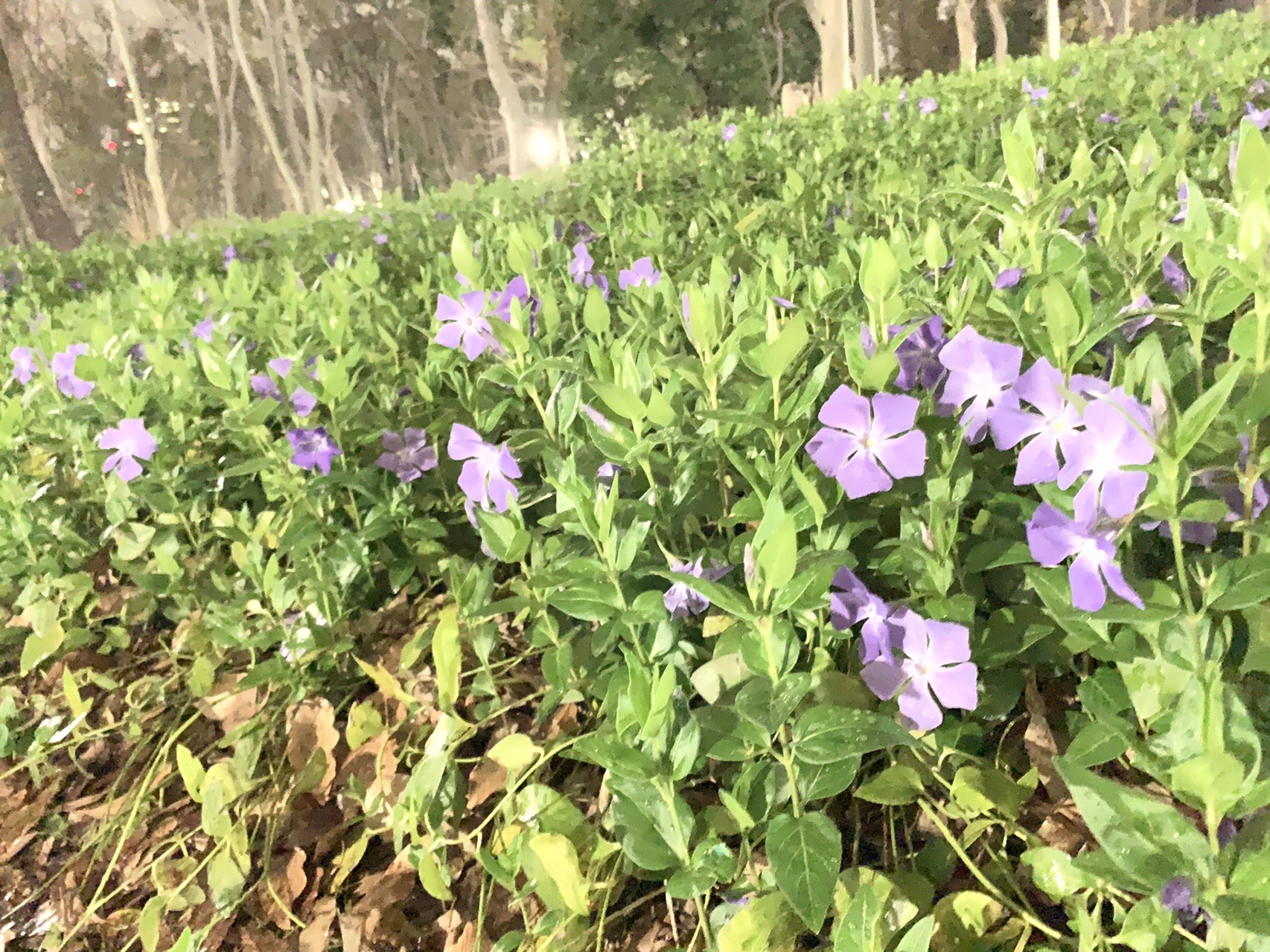 夜の植え込みに咲く紫の花。暗いはずの場所が明るく写り、葉の緑まで見えている