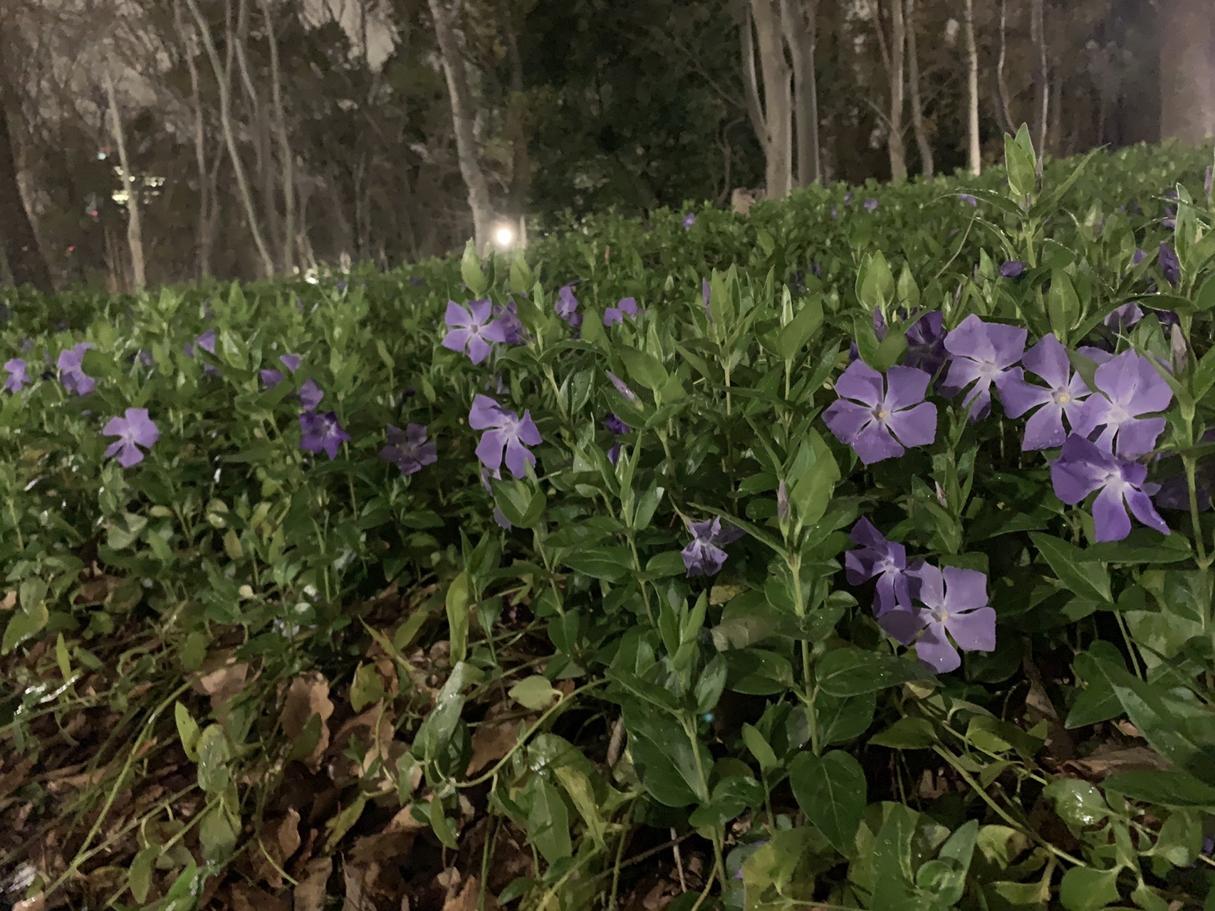 同じ植え込みを普通に撮った写真。全体が暗く、花の色もくすんでいる