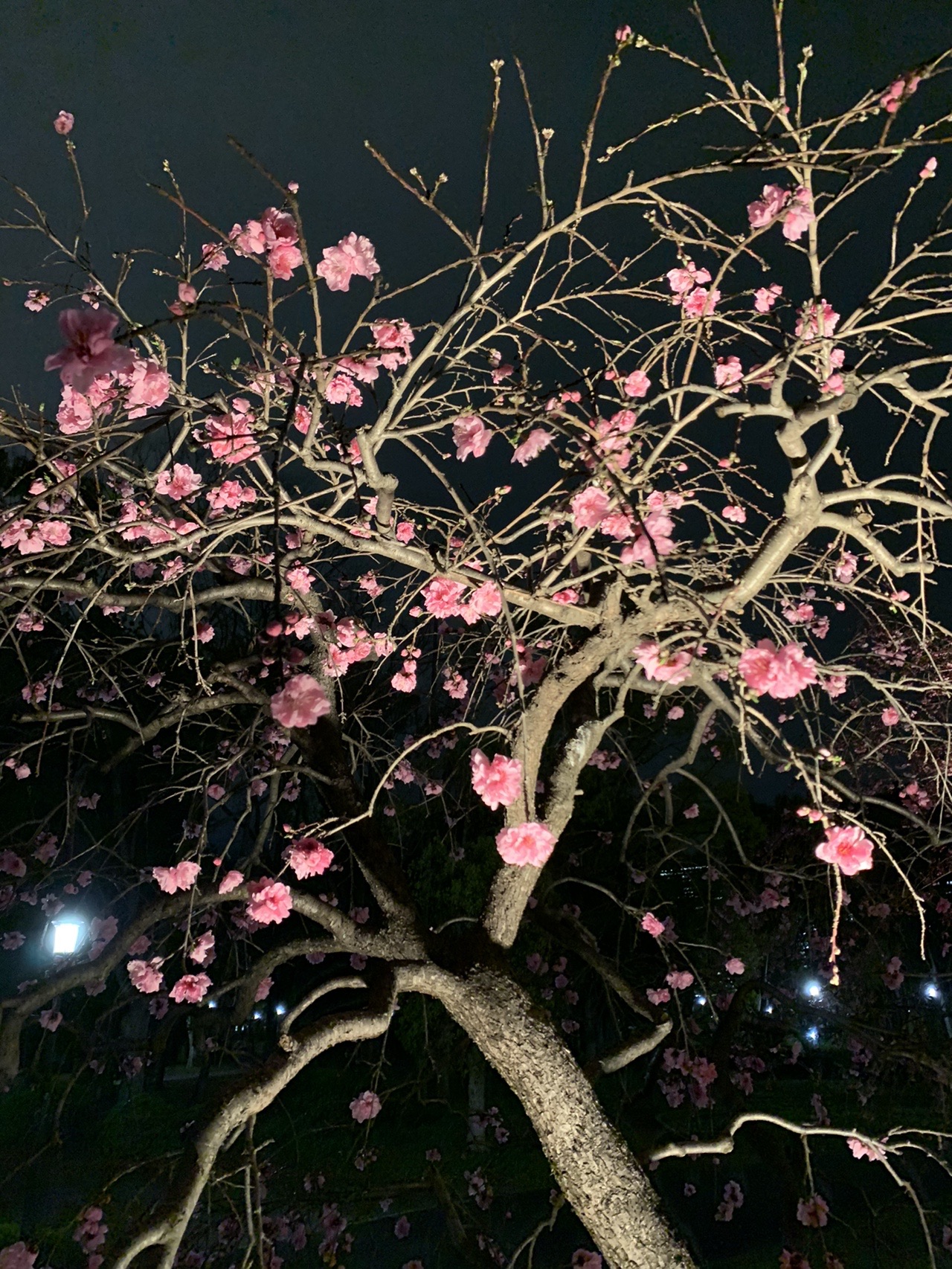 夜の梅の木。細い枝にピンクの花がまばらに咲いている