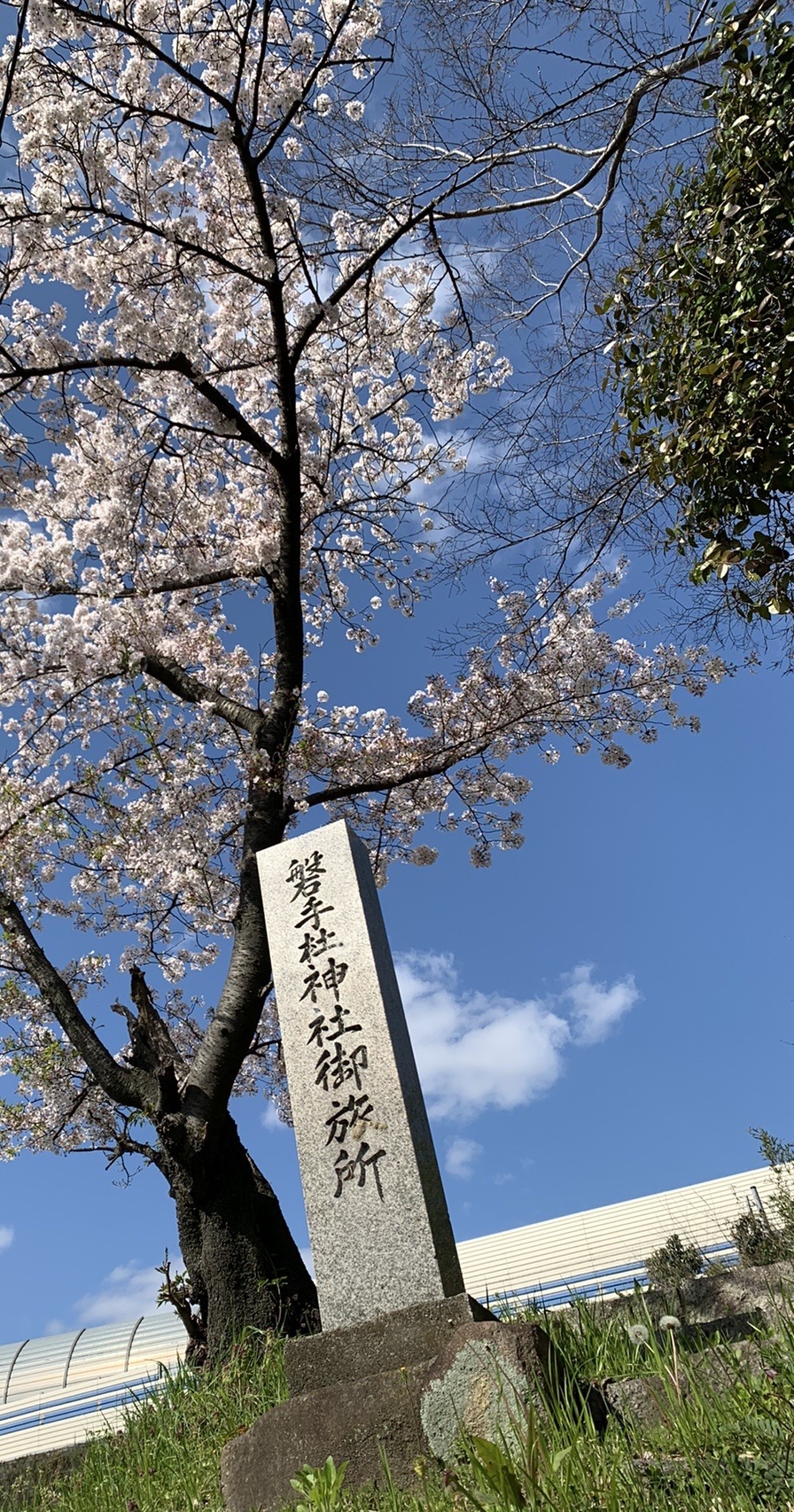 満開の桜の下に立つ「磐手杜神社御旅所」と刻まれた石碑。背景は青空