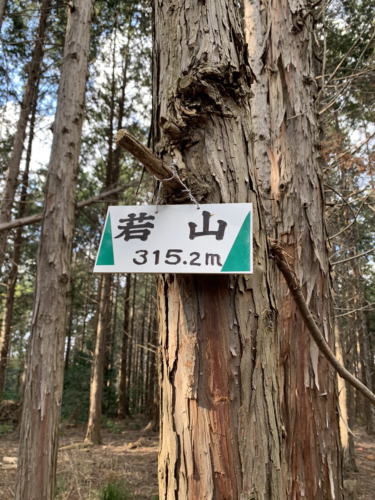 杉の幹に取り付けられた白い山頂標。「若山 315.2m」と書かれている