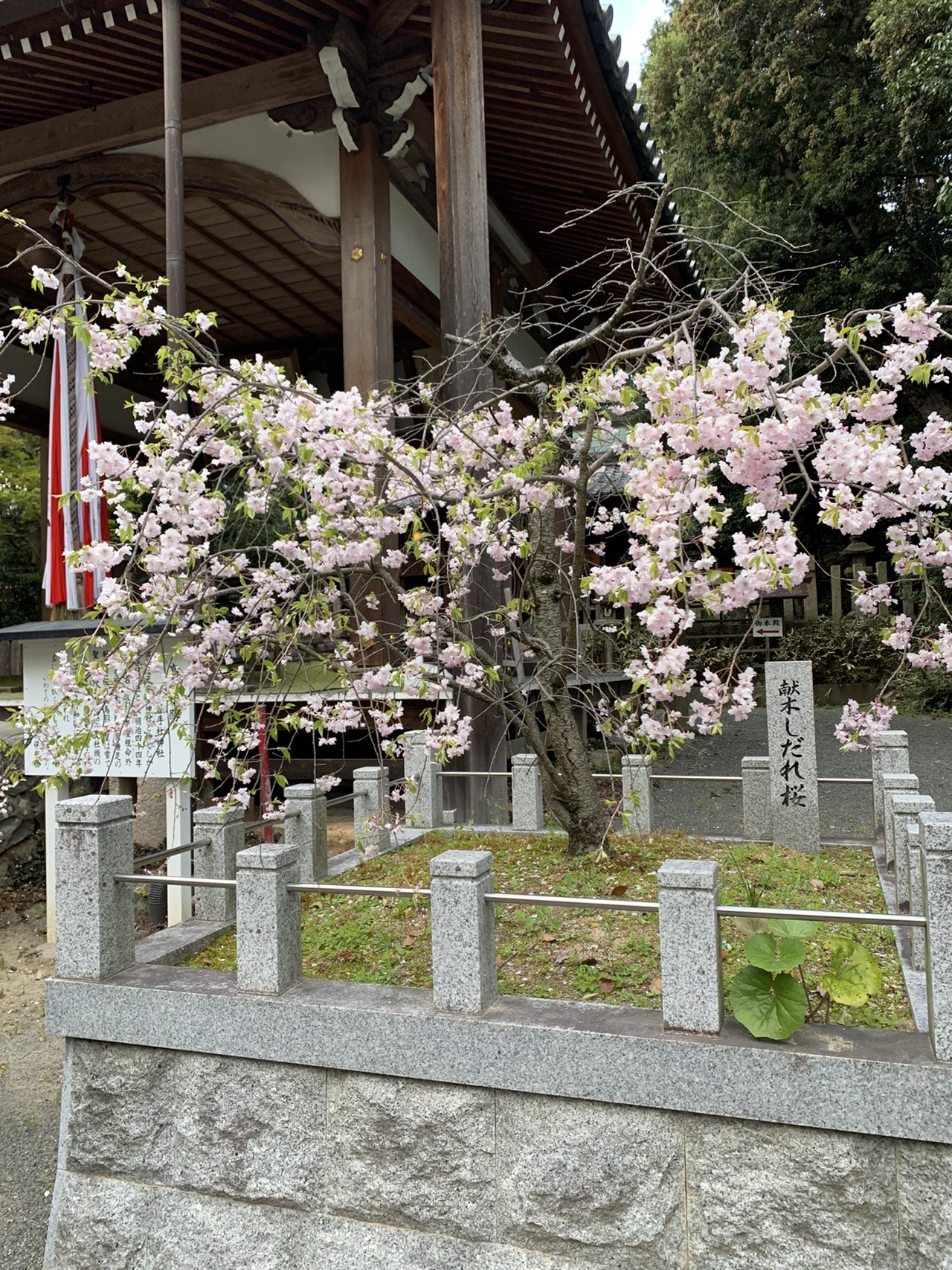 境内の「献木しだれ桜」の石碑。上から桜の枝が垂れて花が咲いている