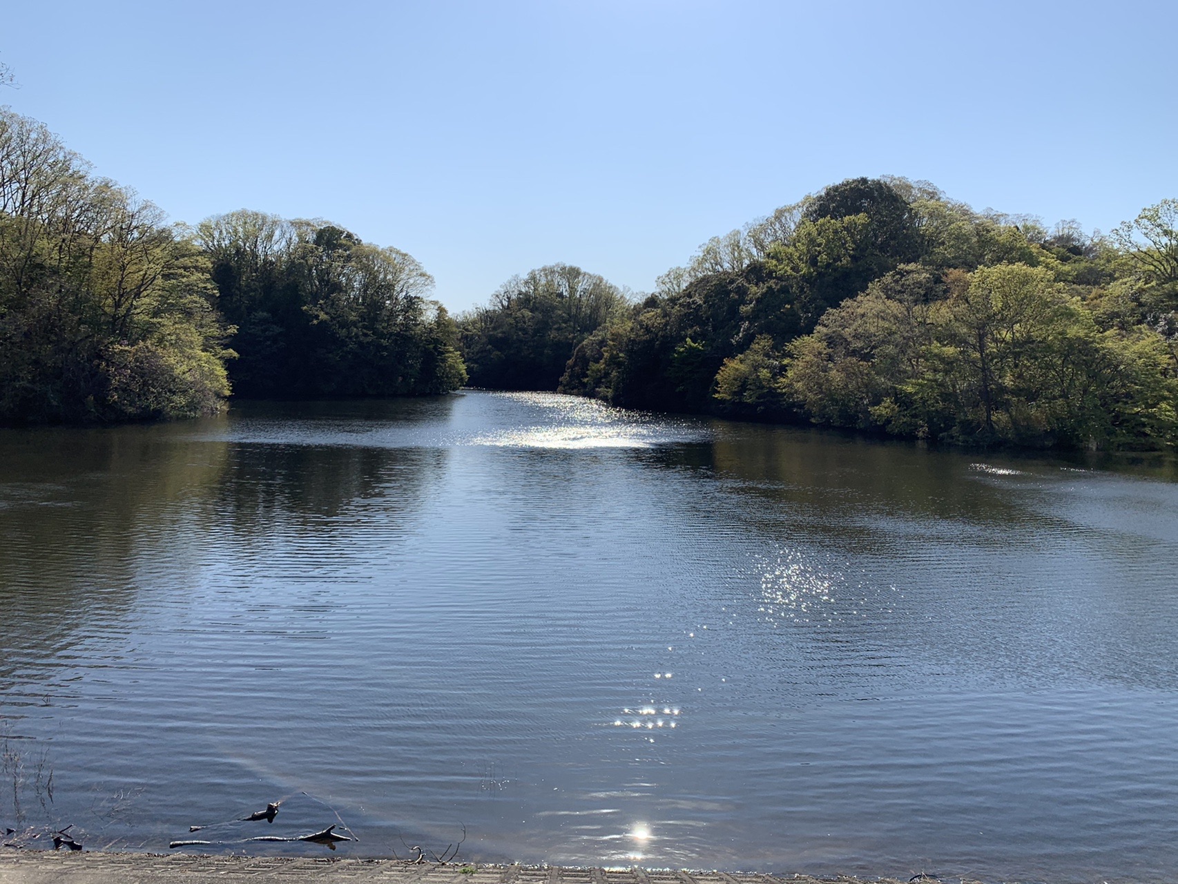 森に囲まれた池。水面に日の光が反射して細かく光っている